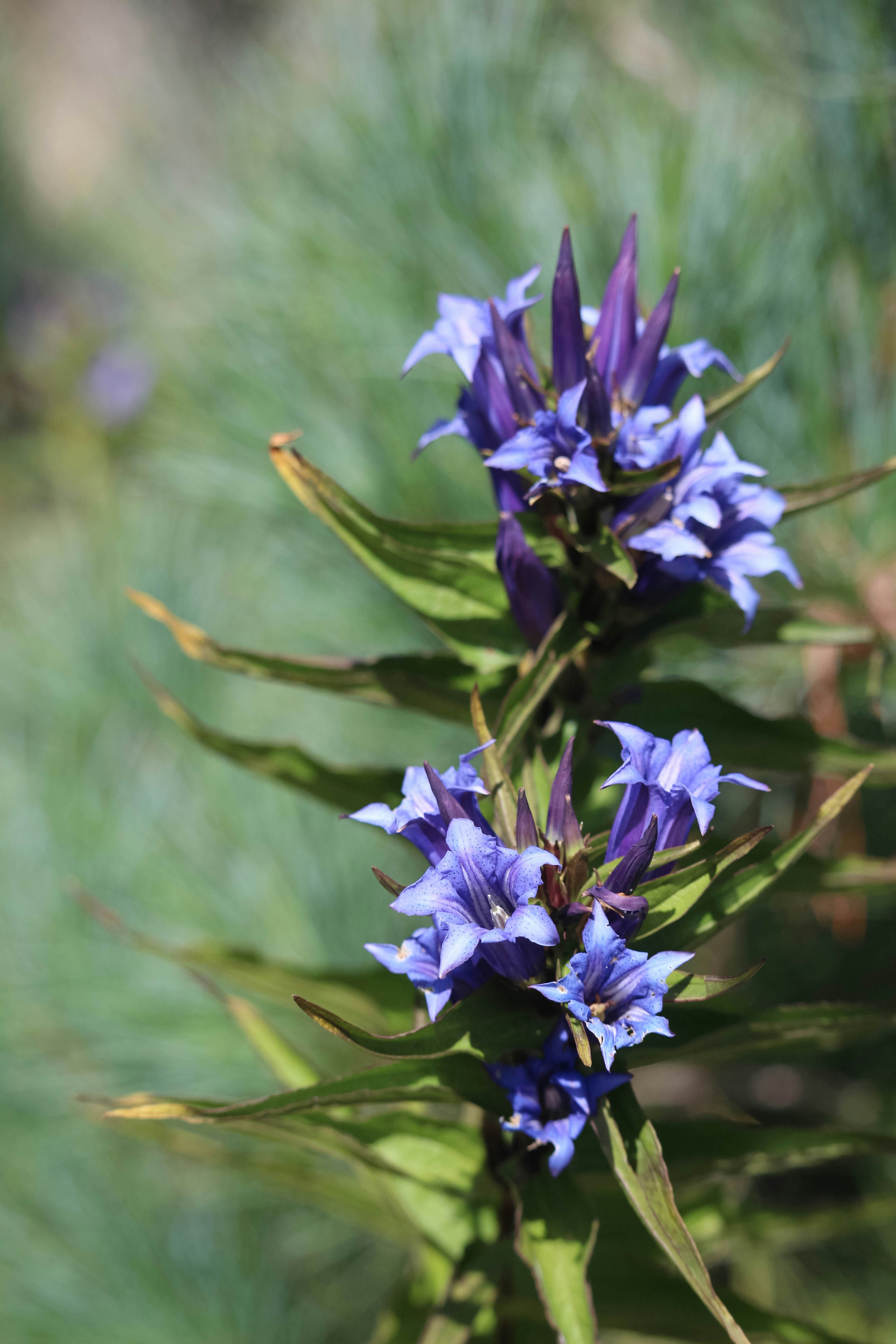 A close up of a blue flower on a plant