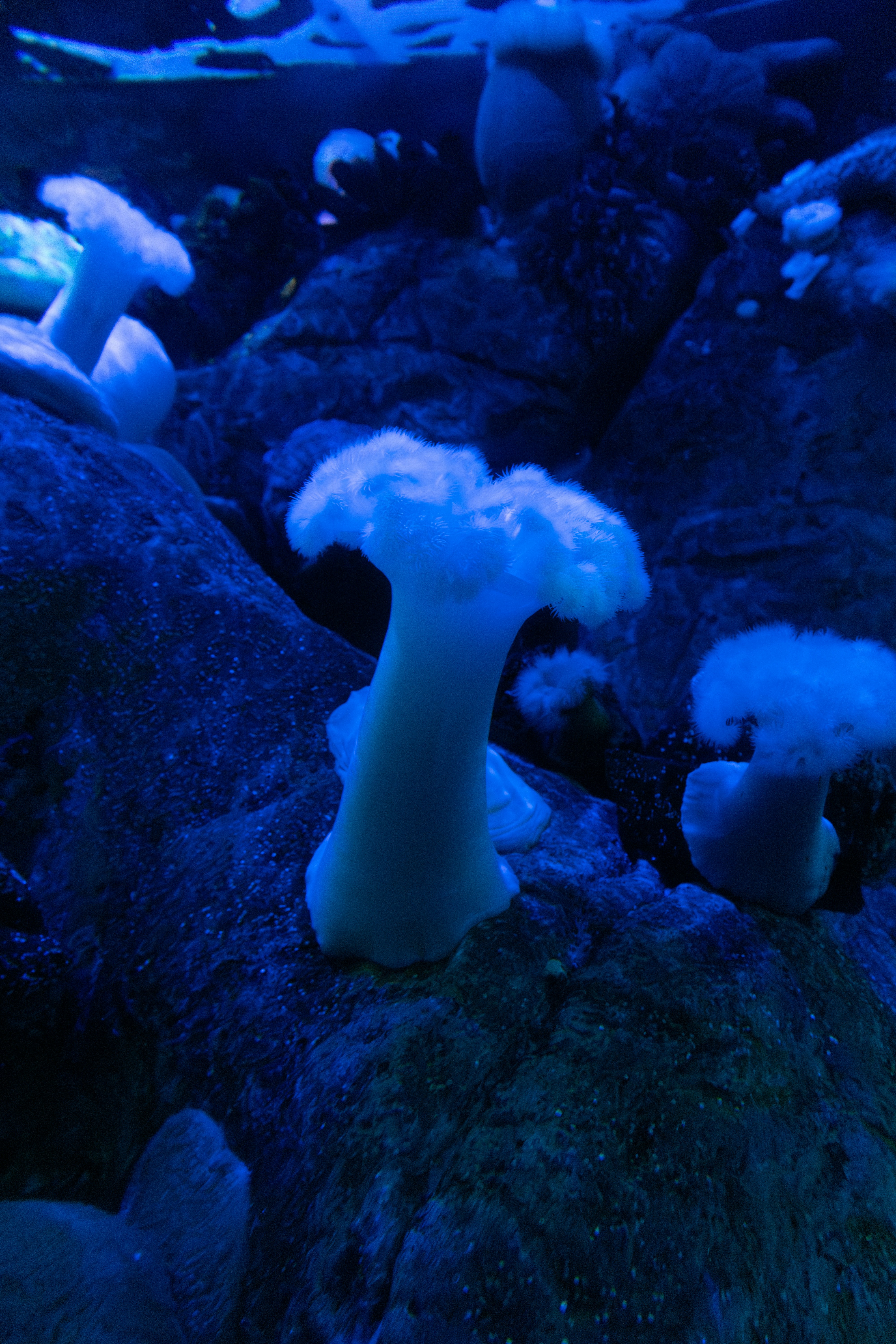 Glowing Mysteries in the Dark (image credits: unsplash)