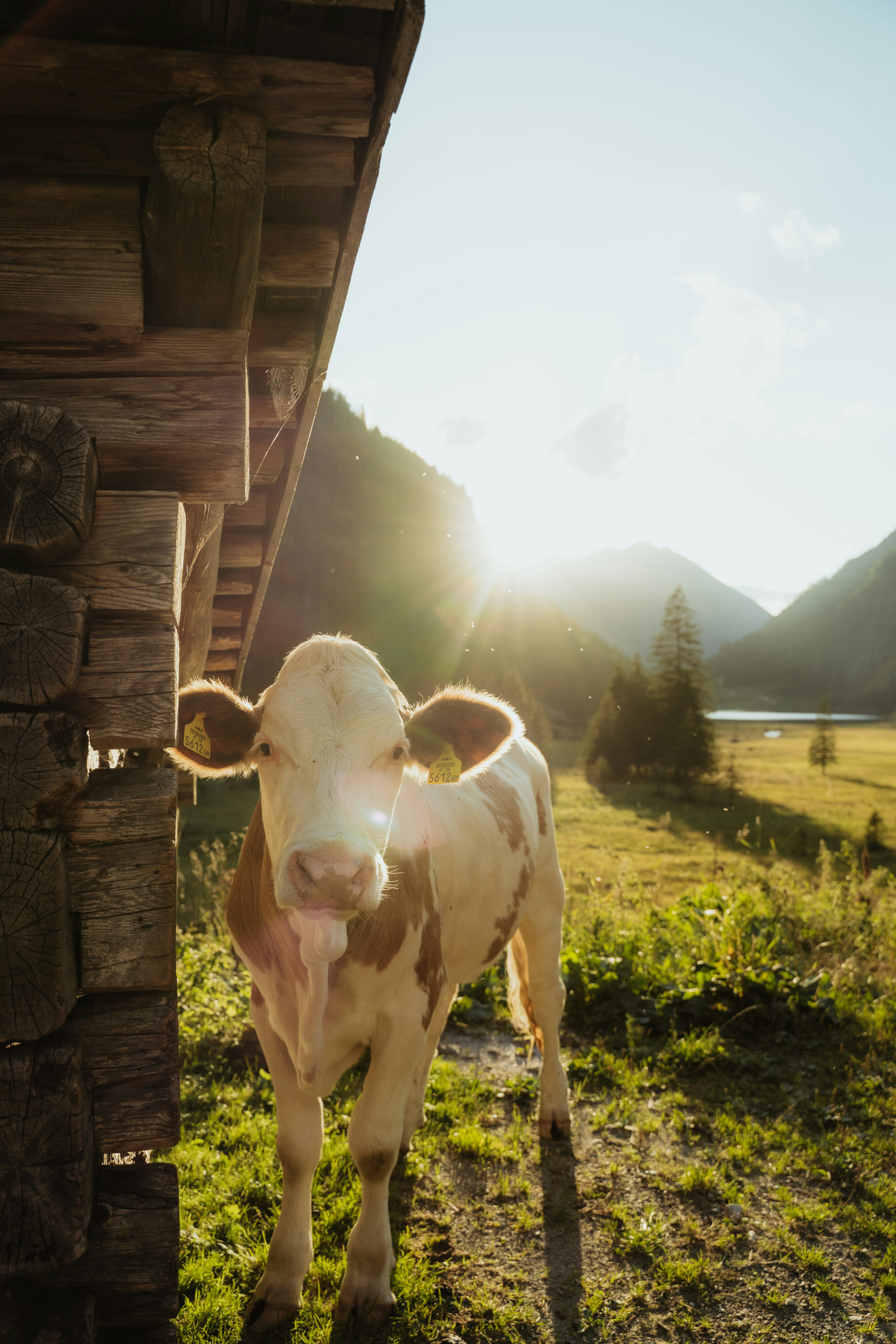 9 Culinary Travel Experiences Where You Can Milk Cows or Collect Eggs