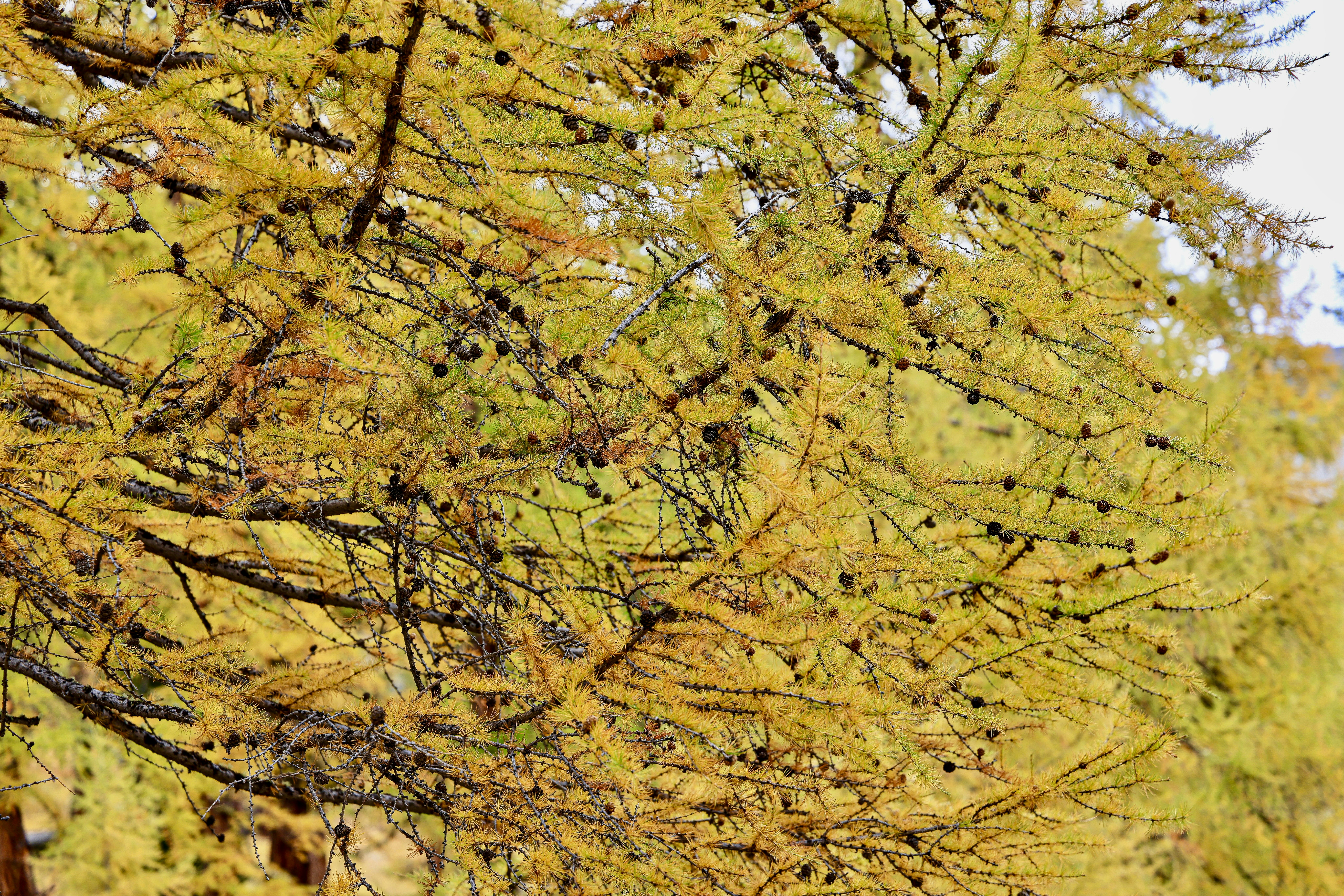 Photo by maximilian_brand