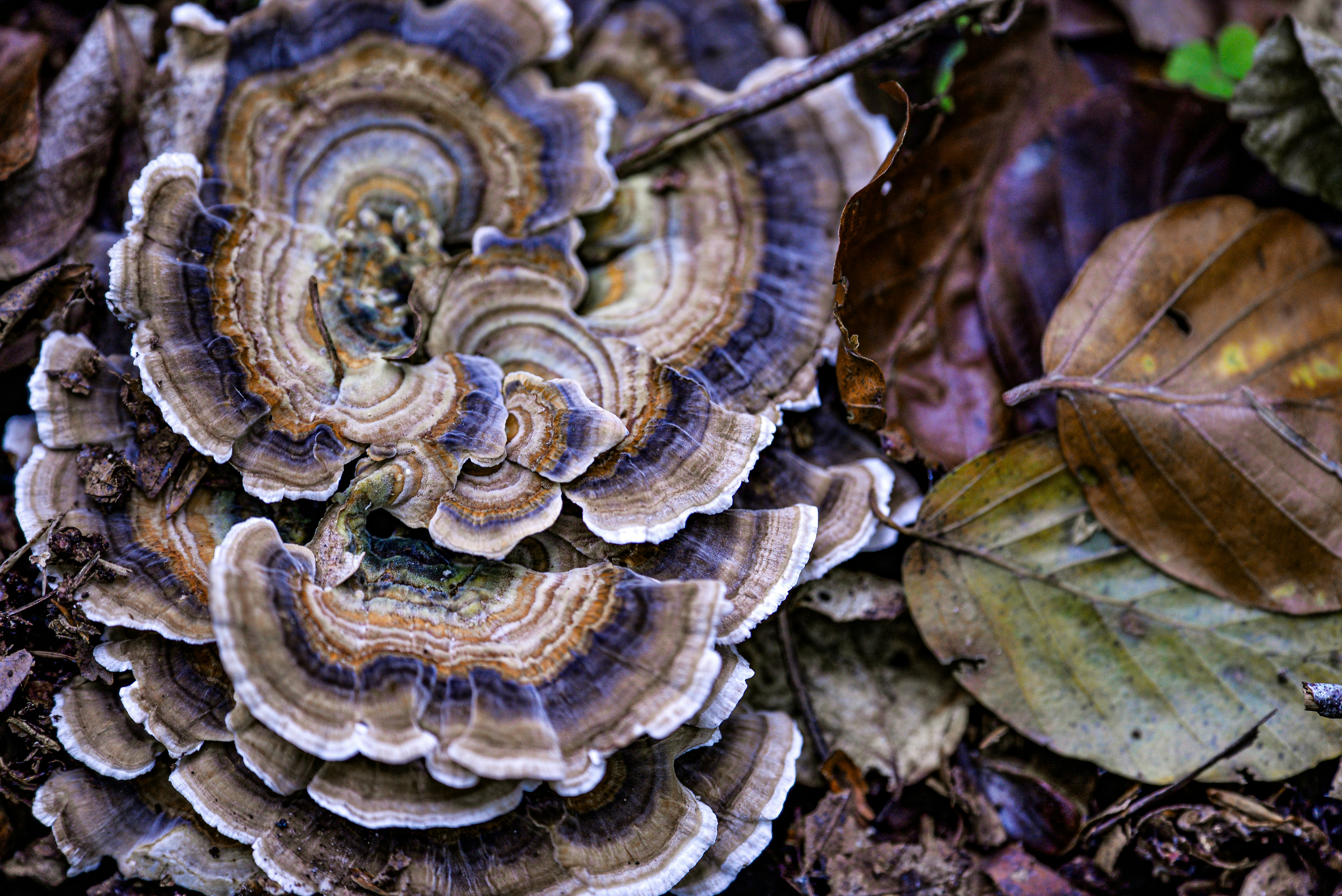 A close up of a mushroom on the ground