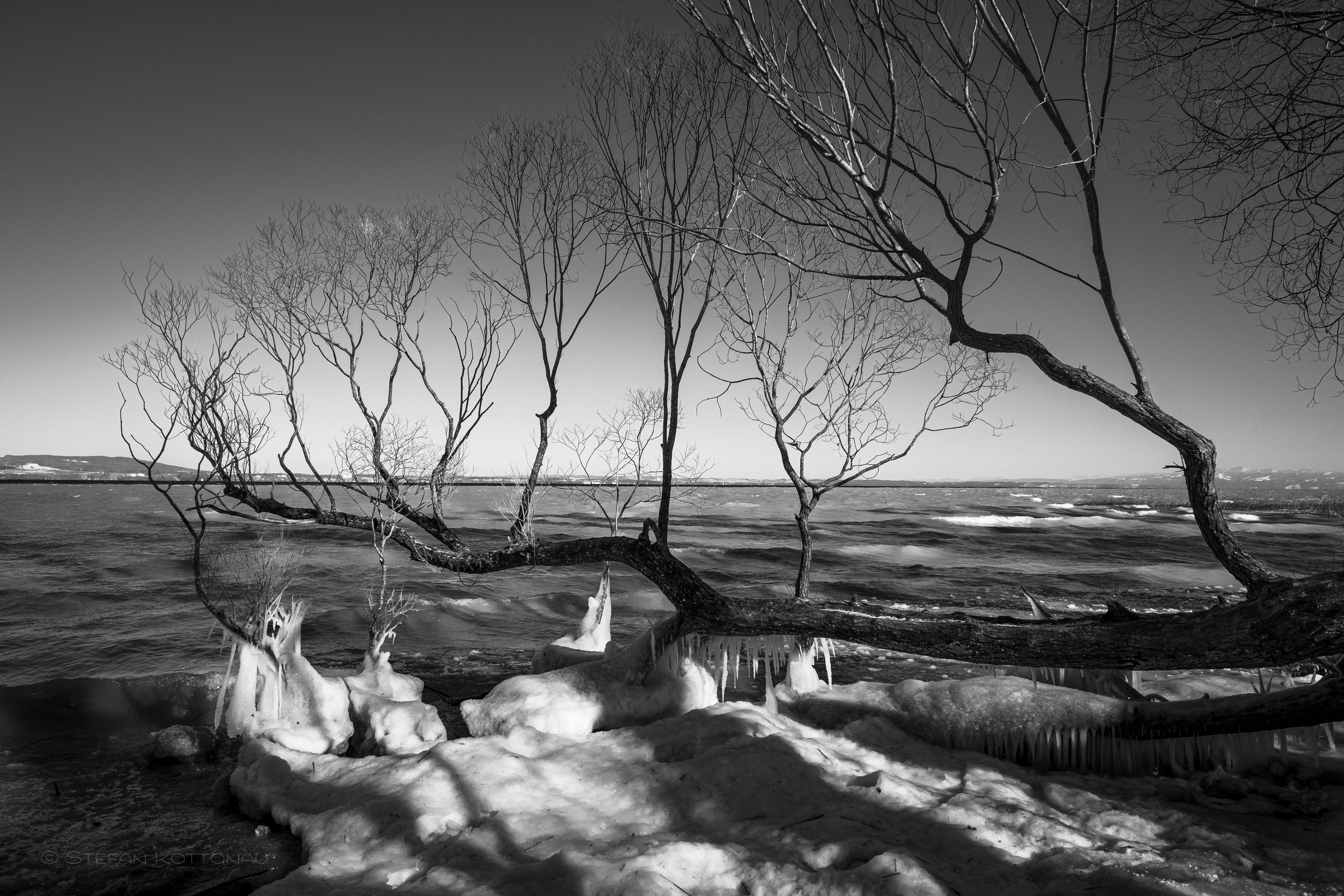 Une photo en noir et blanc d'un arbre sur une plage photo – Image gratuite  de Plage sur Unsplash, image size:3000x2000