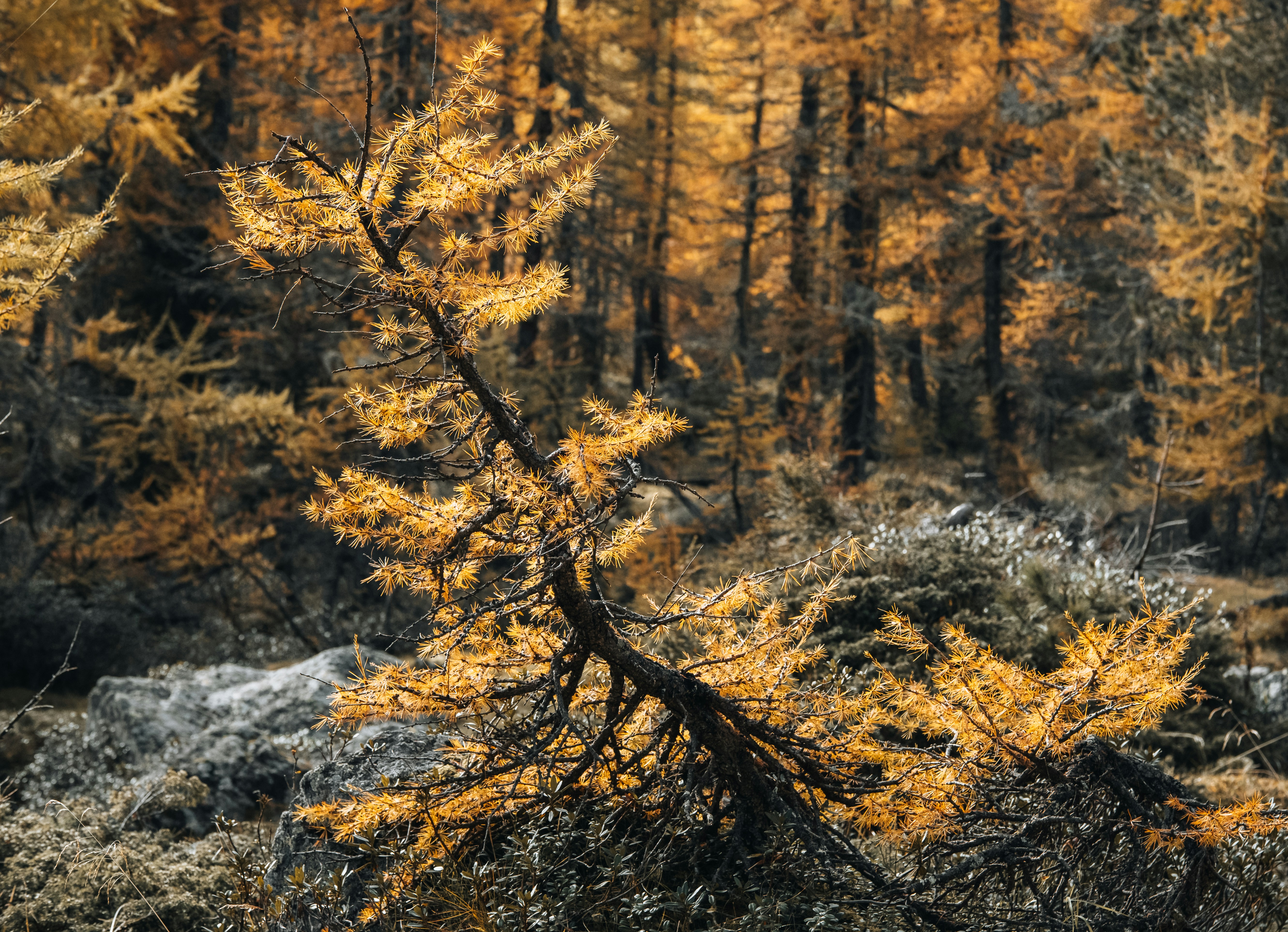 Une forêt remplie de nombreux arbres jaunes
