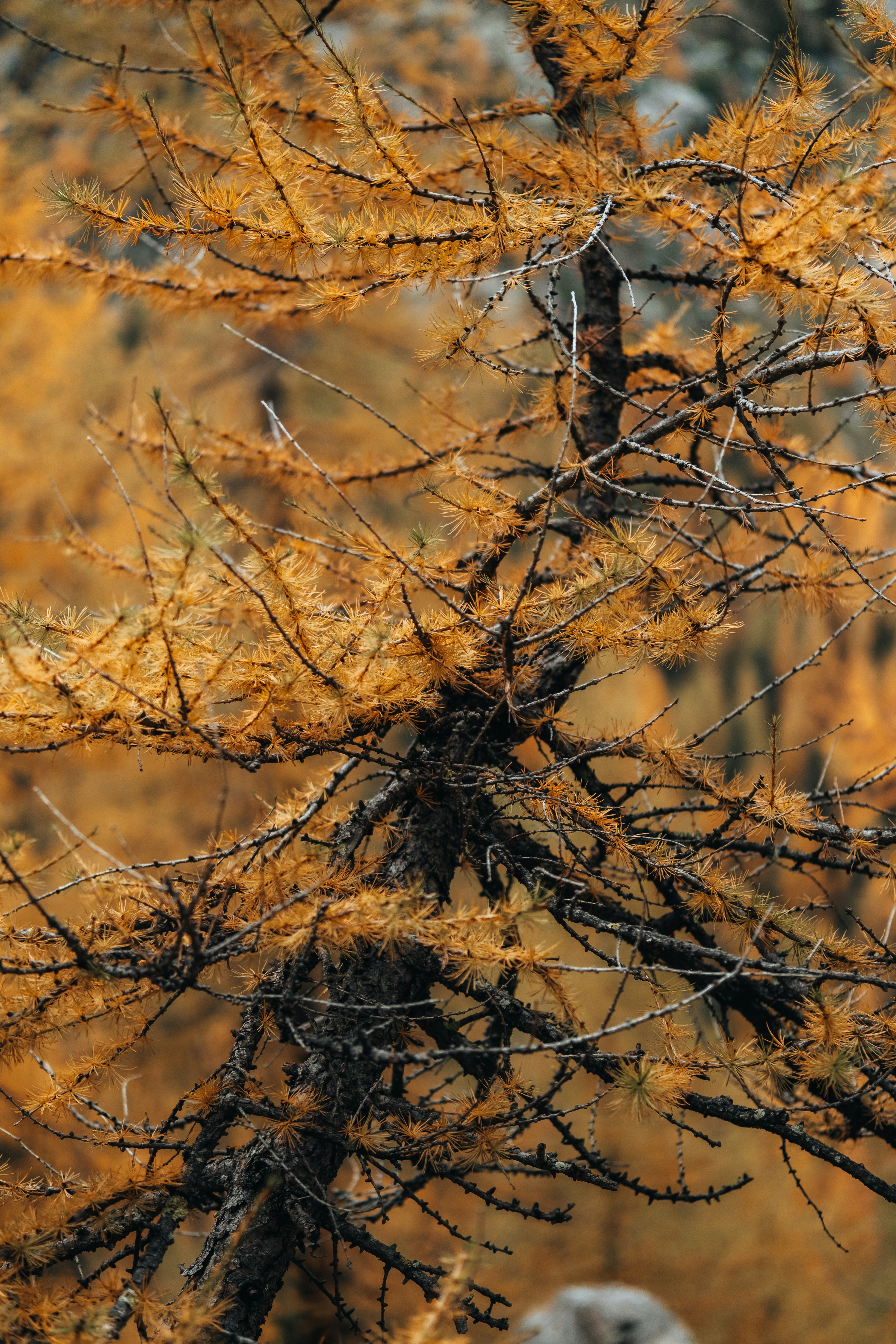 An owl sitting on a tree branch in a forest