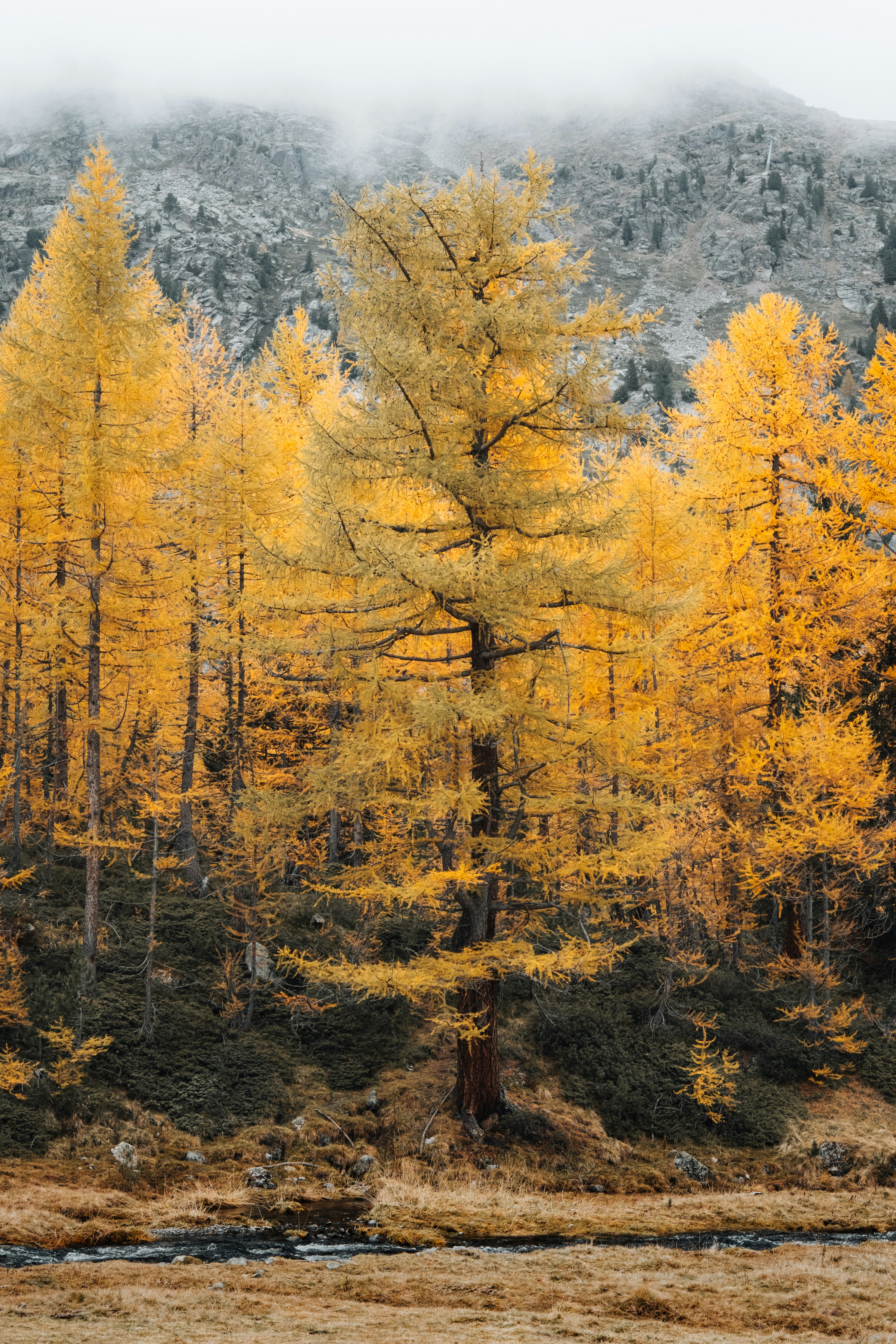 Une forêt remplie de nombreux arbres jaunes