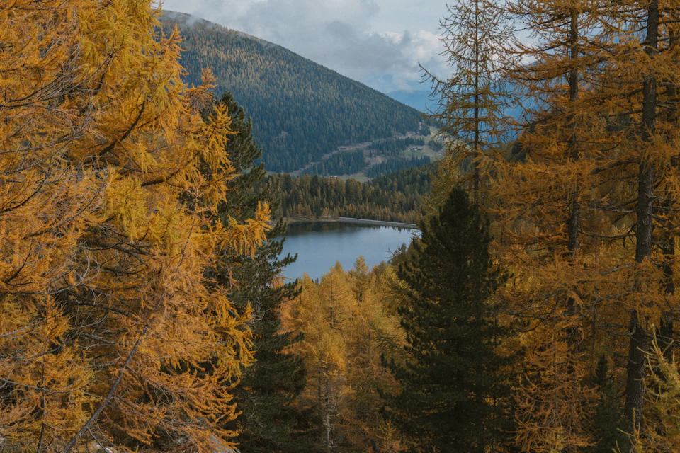 The image depicts a serene autumn scene with a lake nestled amidst a forest of trees, including deciduous and coniferous varieties. The deciduous trees have vibrant yellow leaves that contrast beautifully against the backdrop of the clear blue sky. The lake is surrounded by an array of trees on both sides, creating a sense of depth and tranquility in the image.