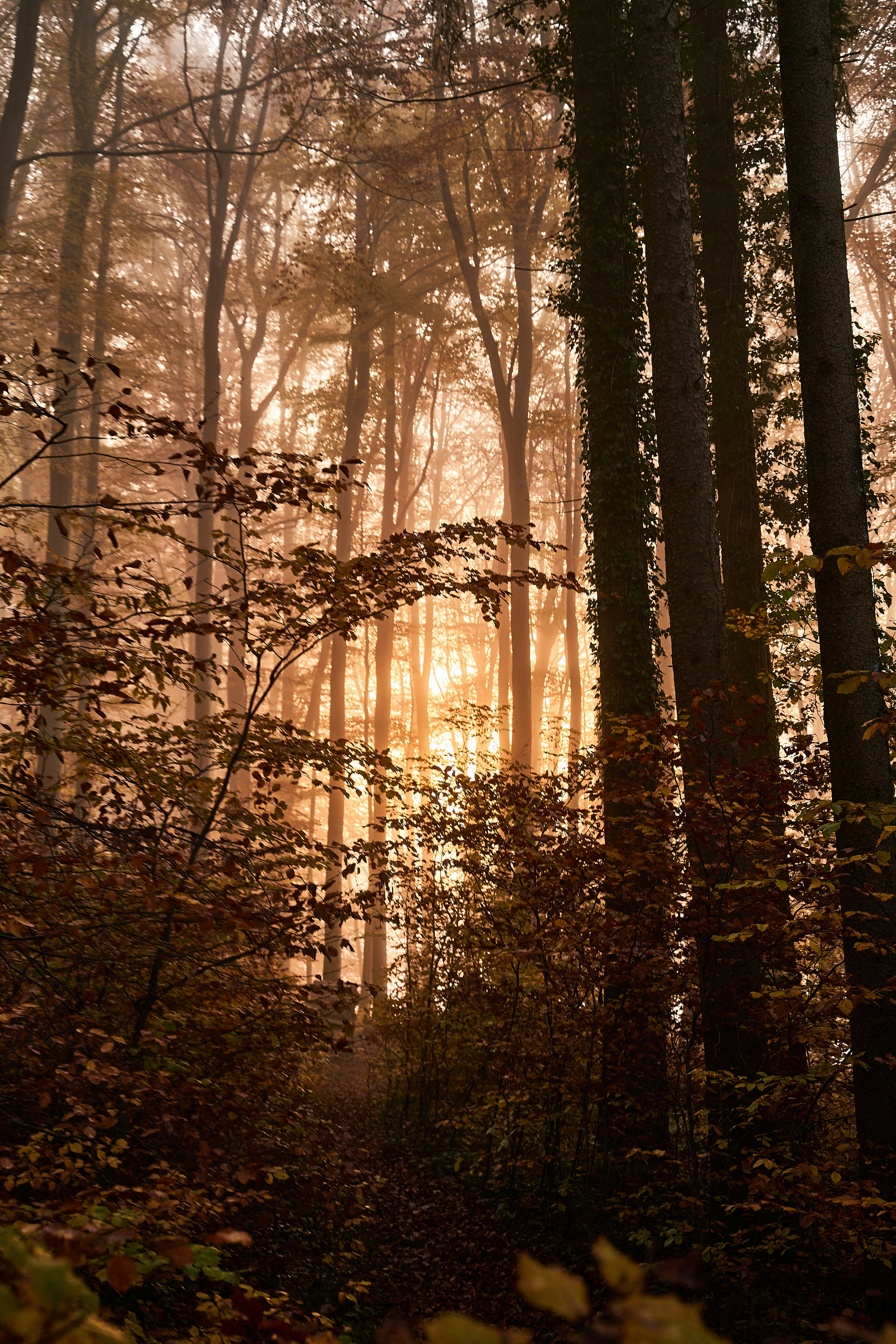 Photo by wolfgang_hasselmann