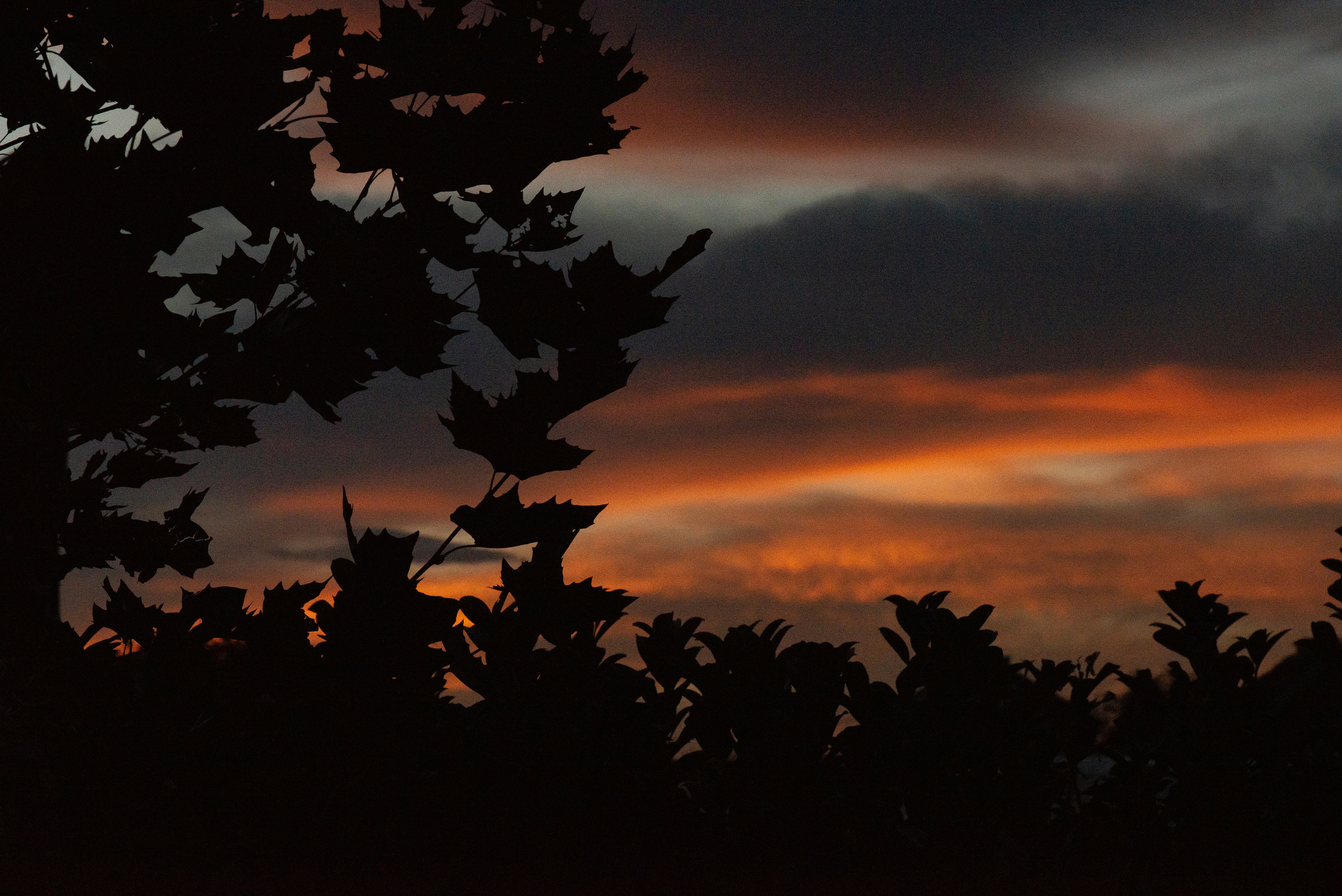 La silueta de un árbol contra el cielo del atardecer