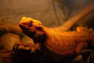 Bearded dragon under proper UVB lighting