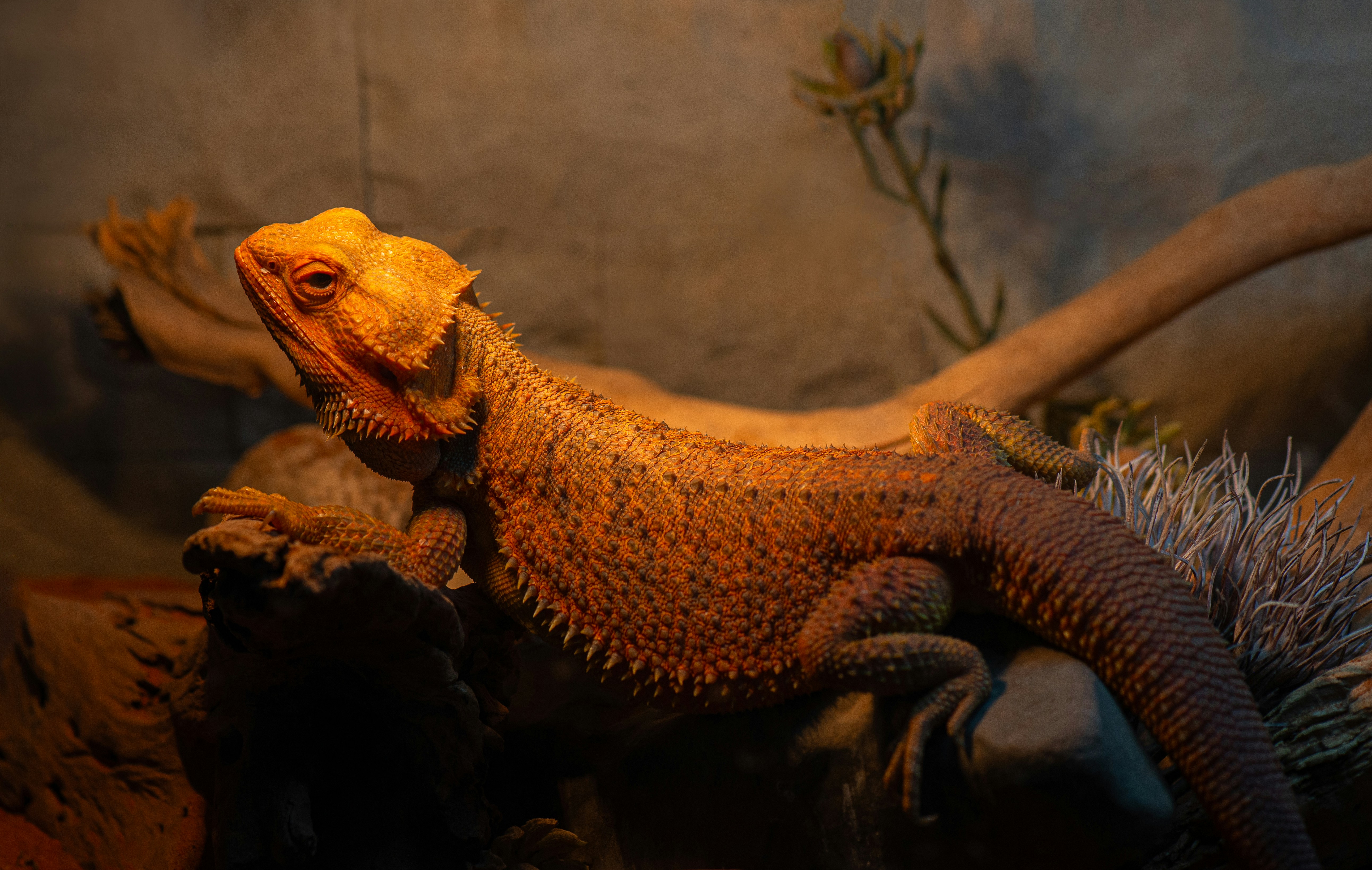 A large lizard is sitting on a rock