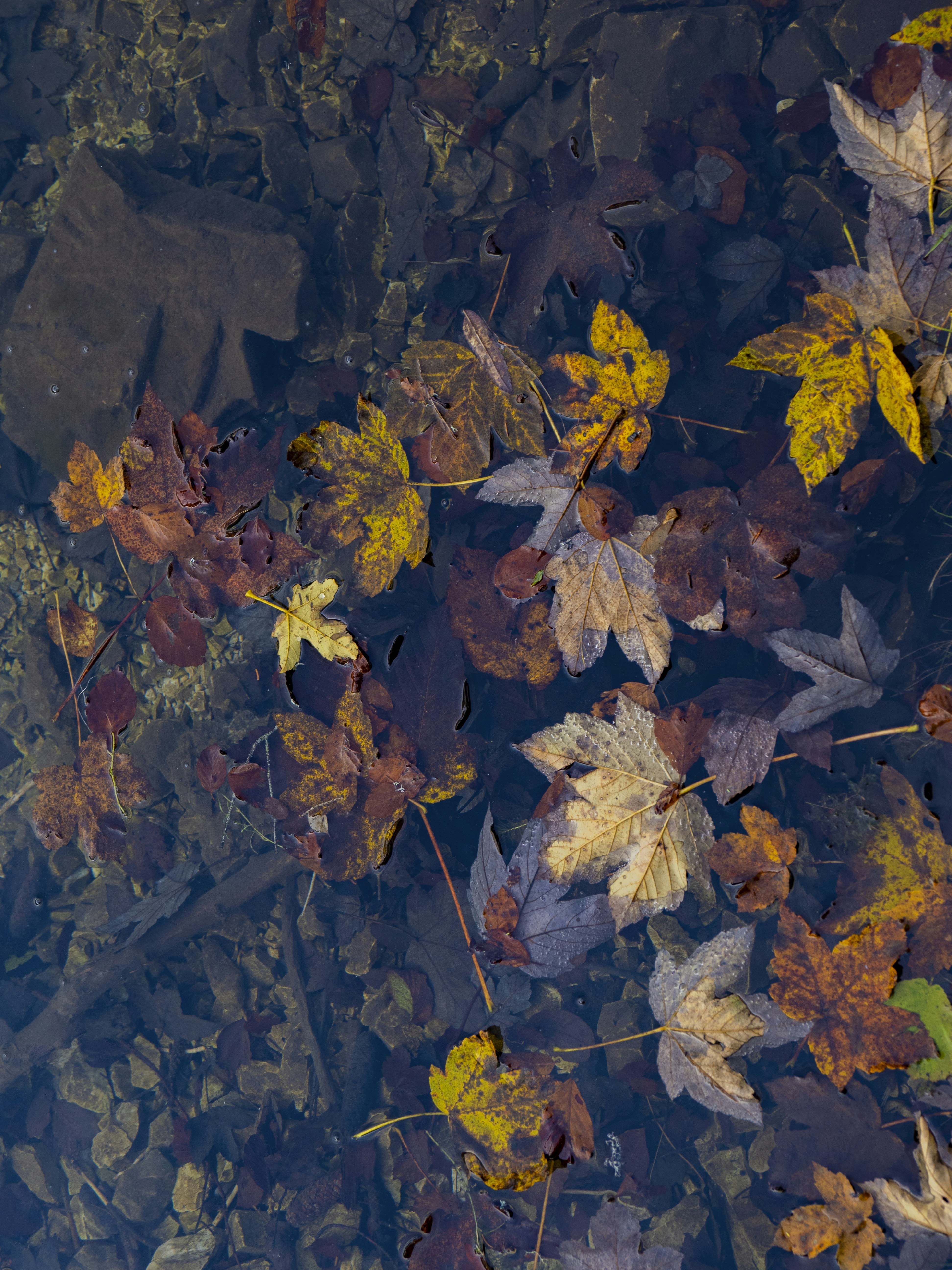 Photo by gopitri_prem