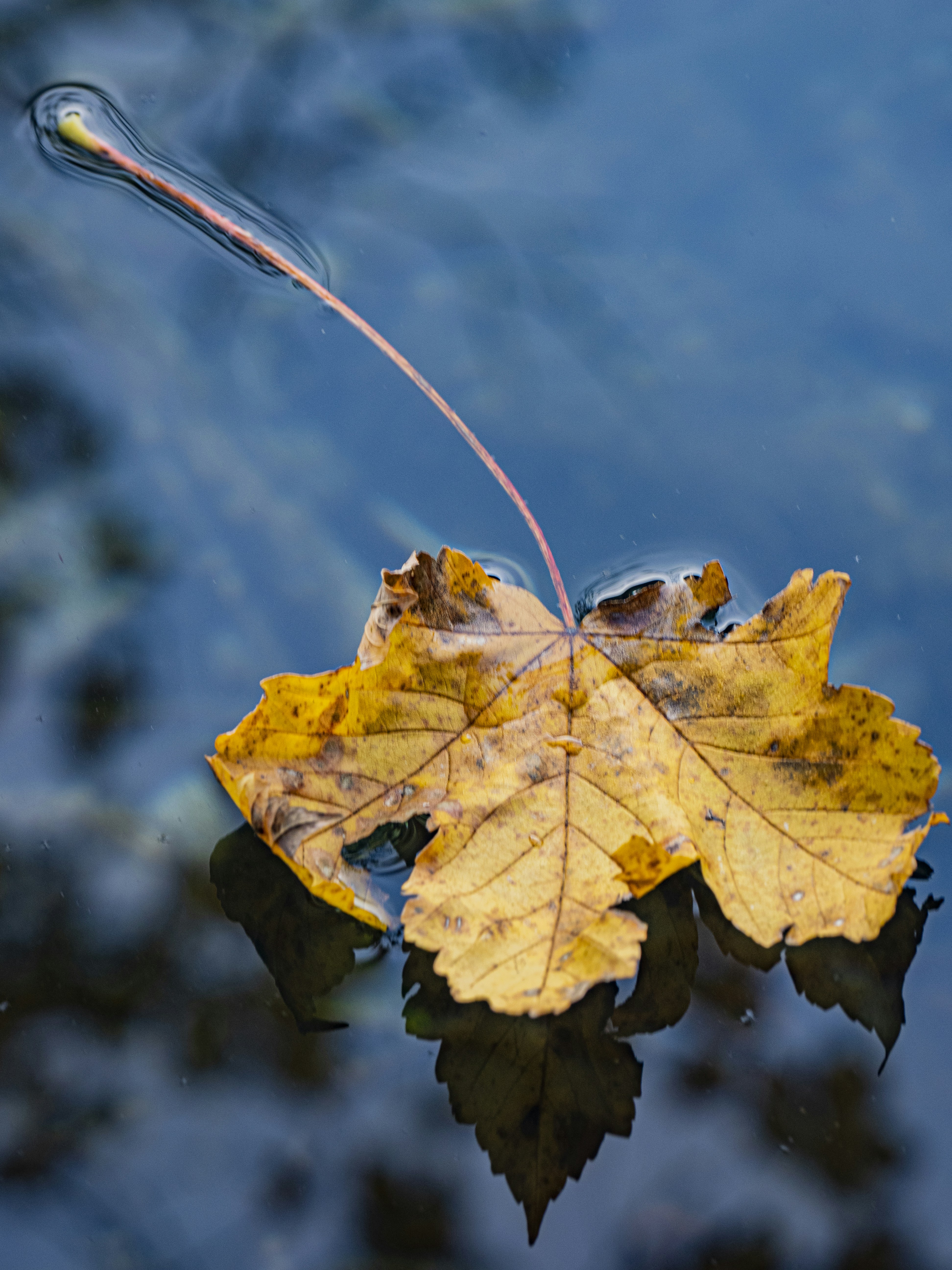 Photo by gopitri_prem