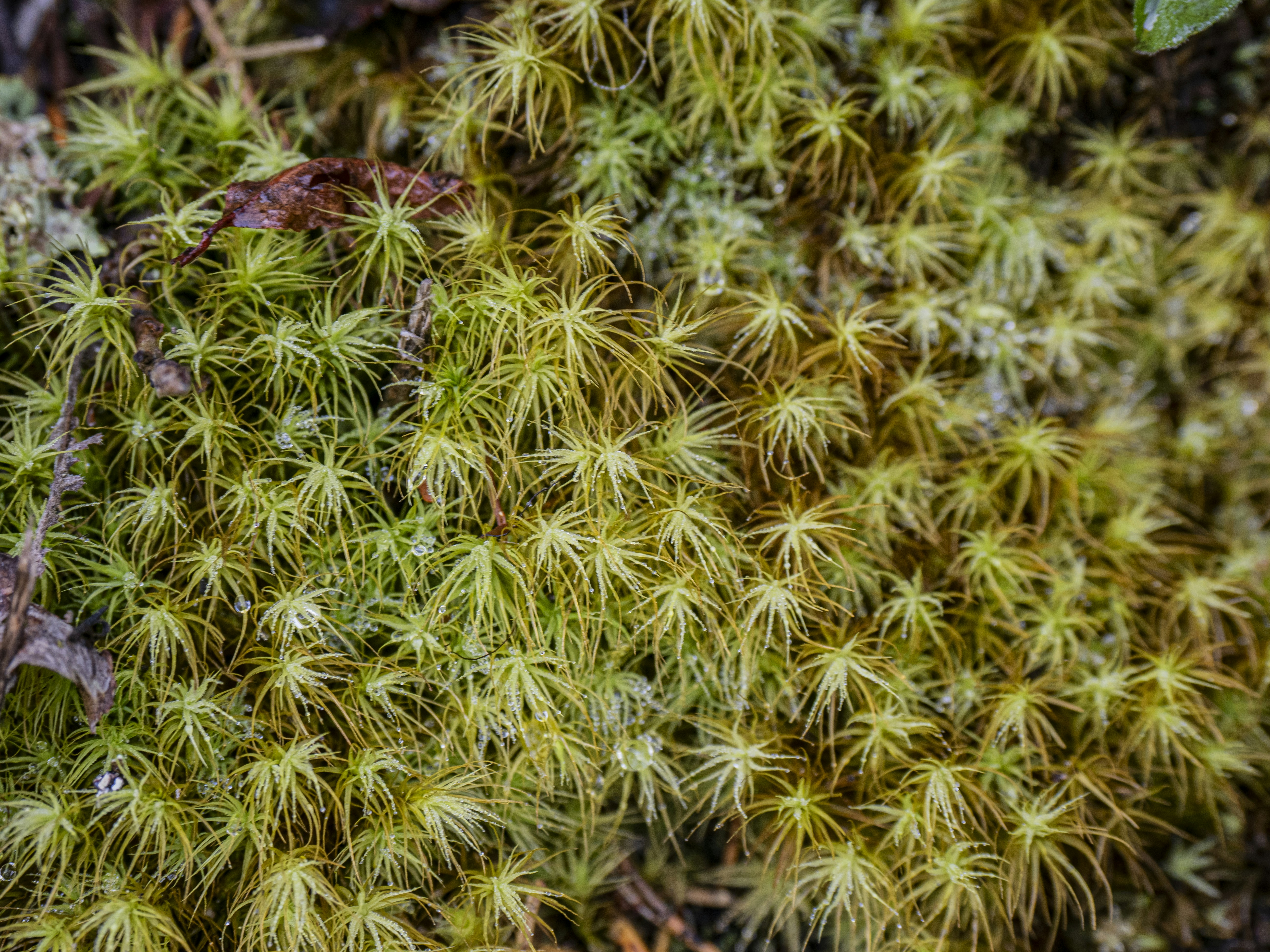 Photo by gopitri_prem