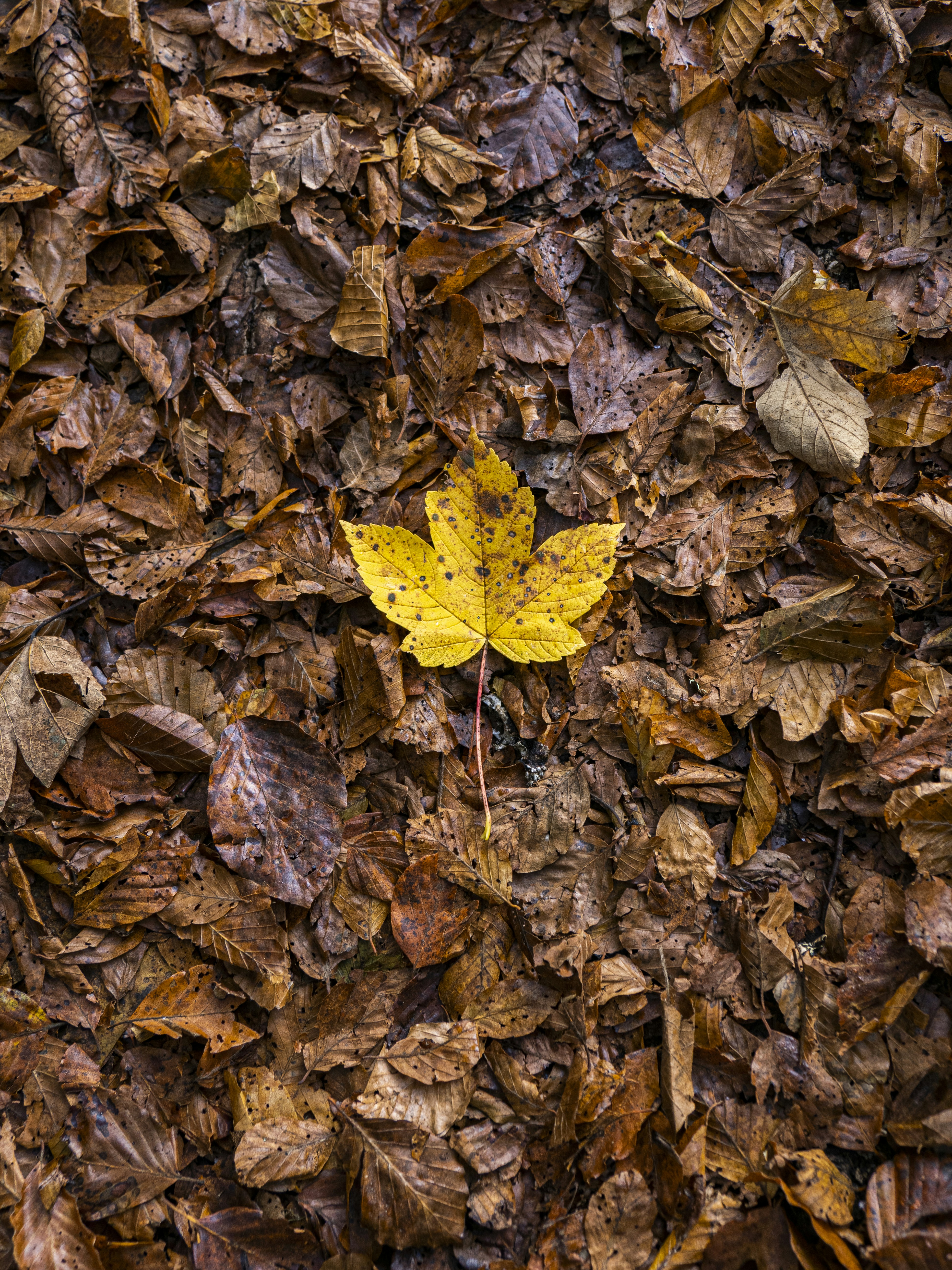 Photo by gopitri_prem