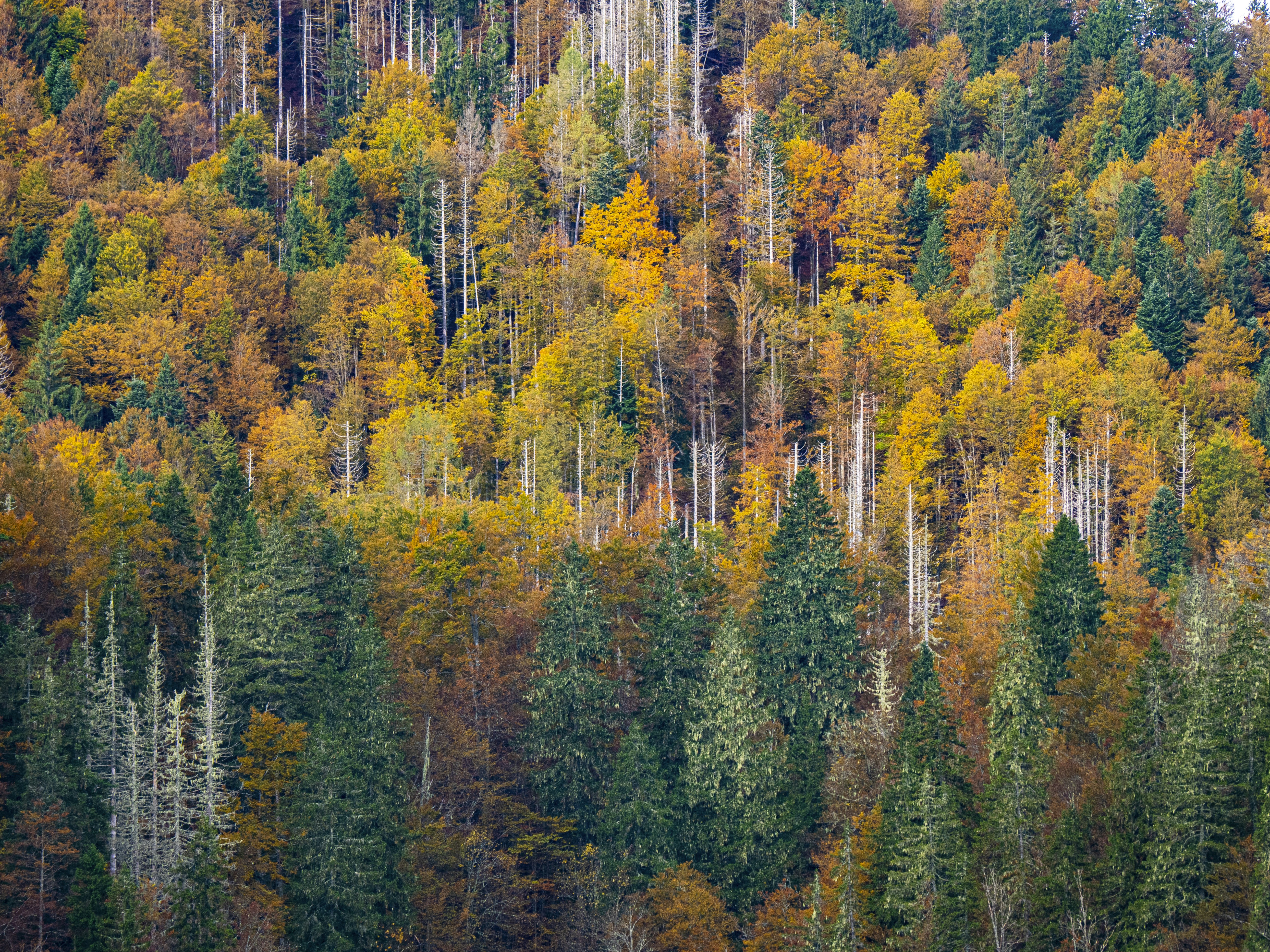 Photo by gopitri_prem