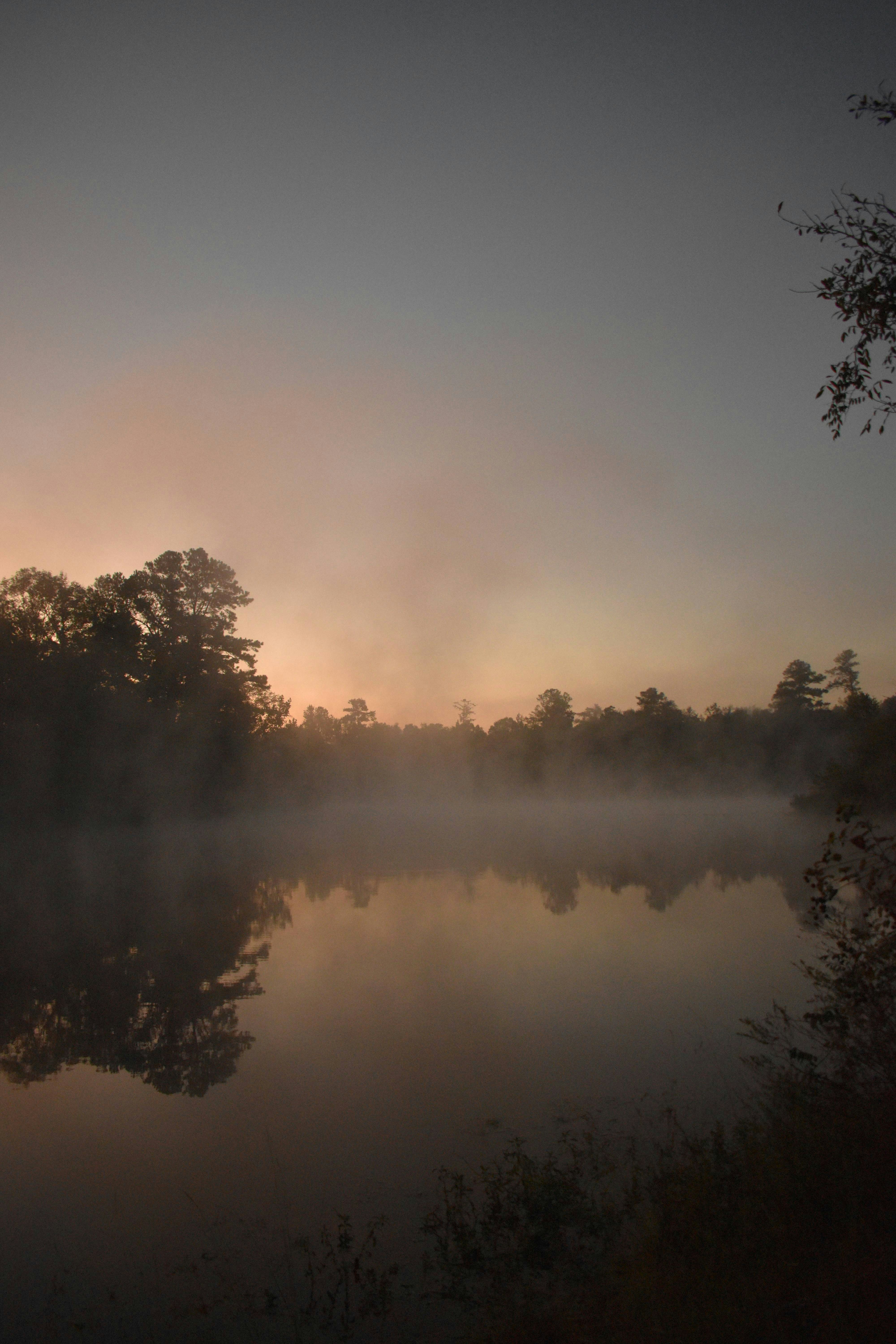 Loon swimming on glassy Algonquin lake at dawn, misty forest background, perfect reflection in still water