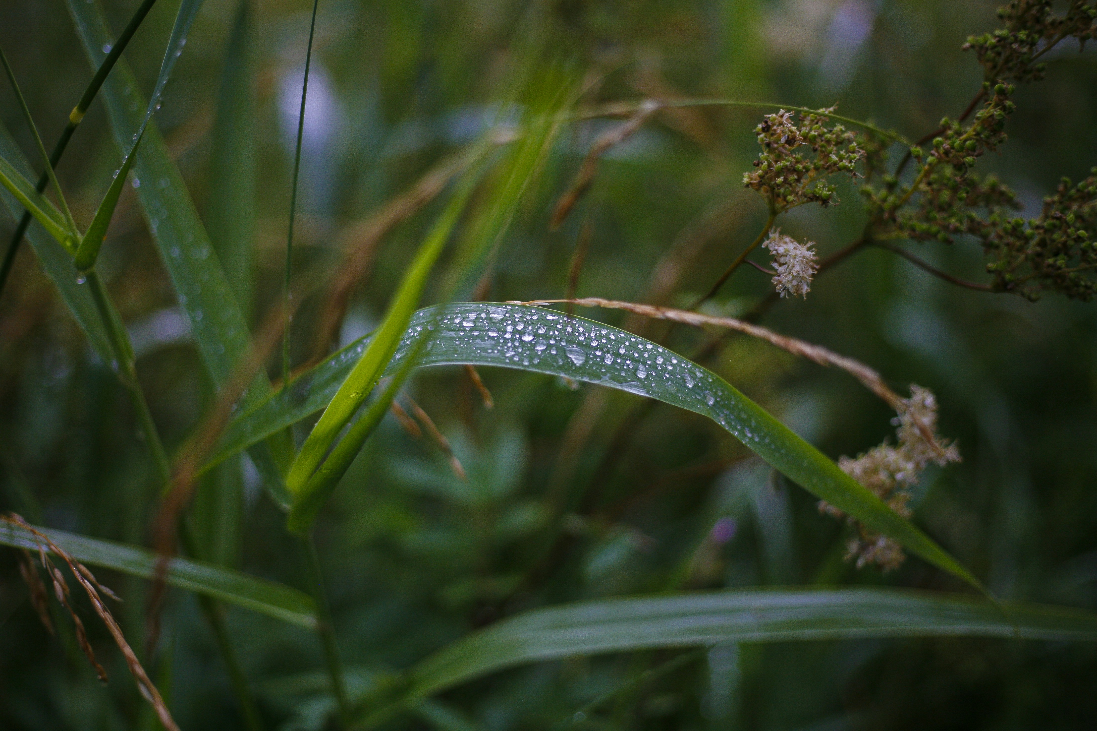 Photo by jcosens