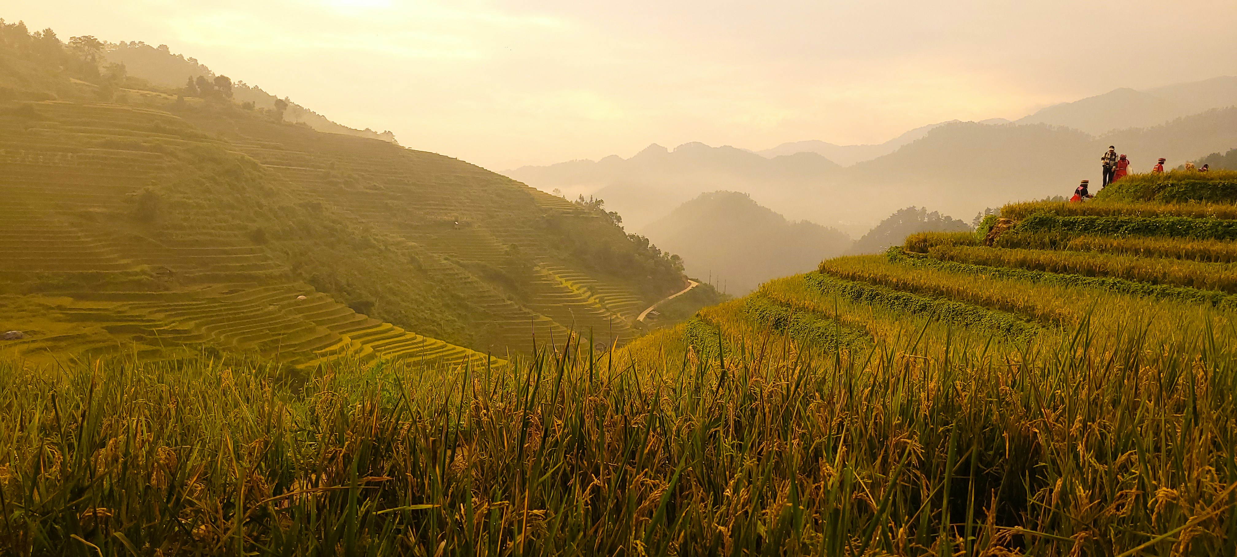 A lush green hillside covered in lots of grass