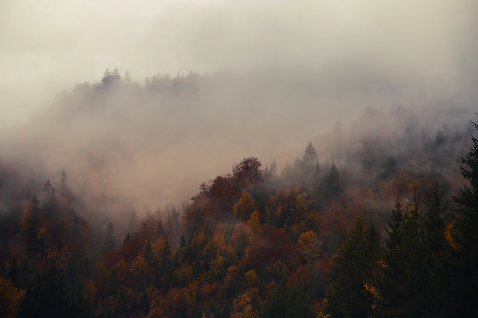 A foggy forest with trees in the foreground