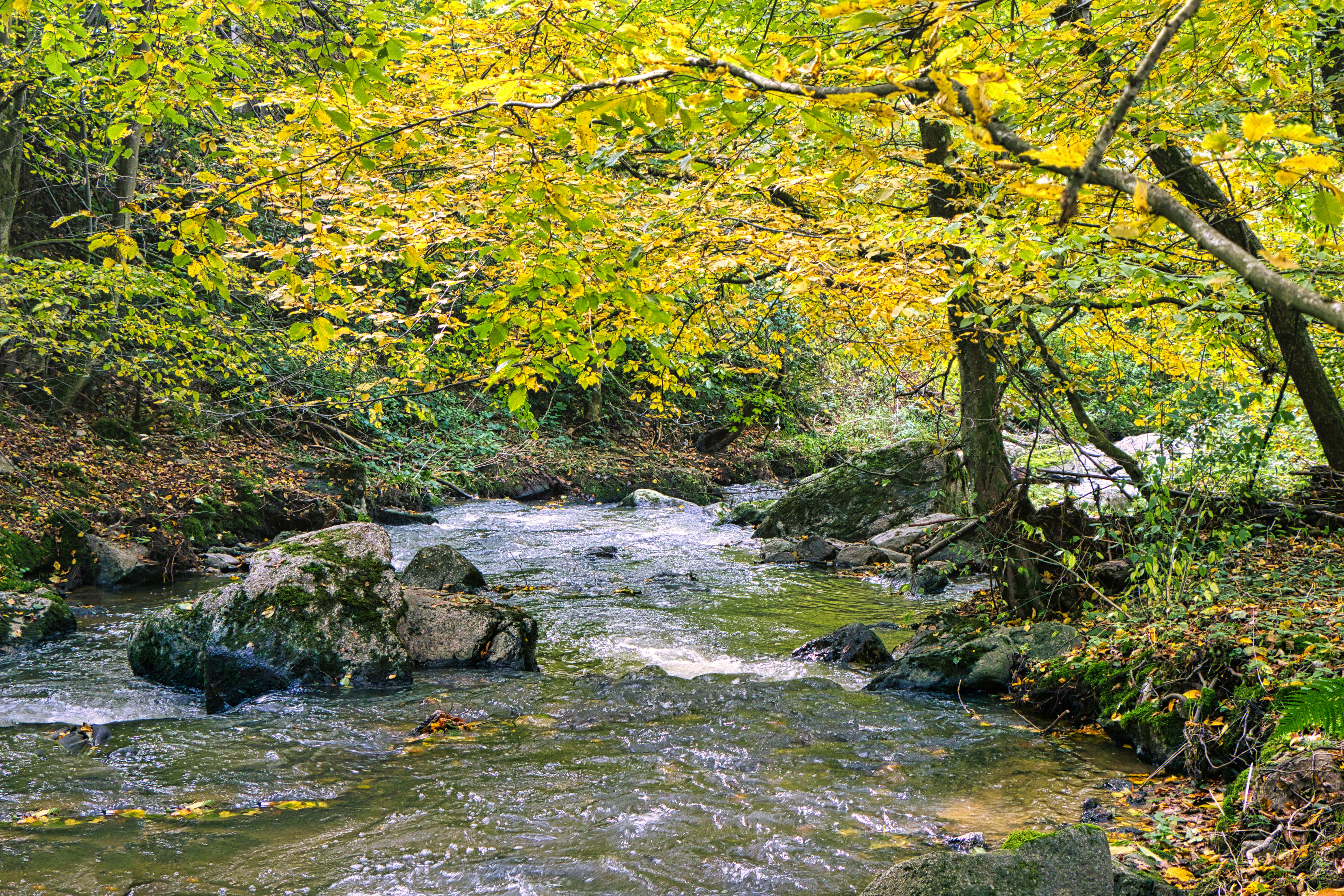 A stream running through a lush green forest