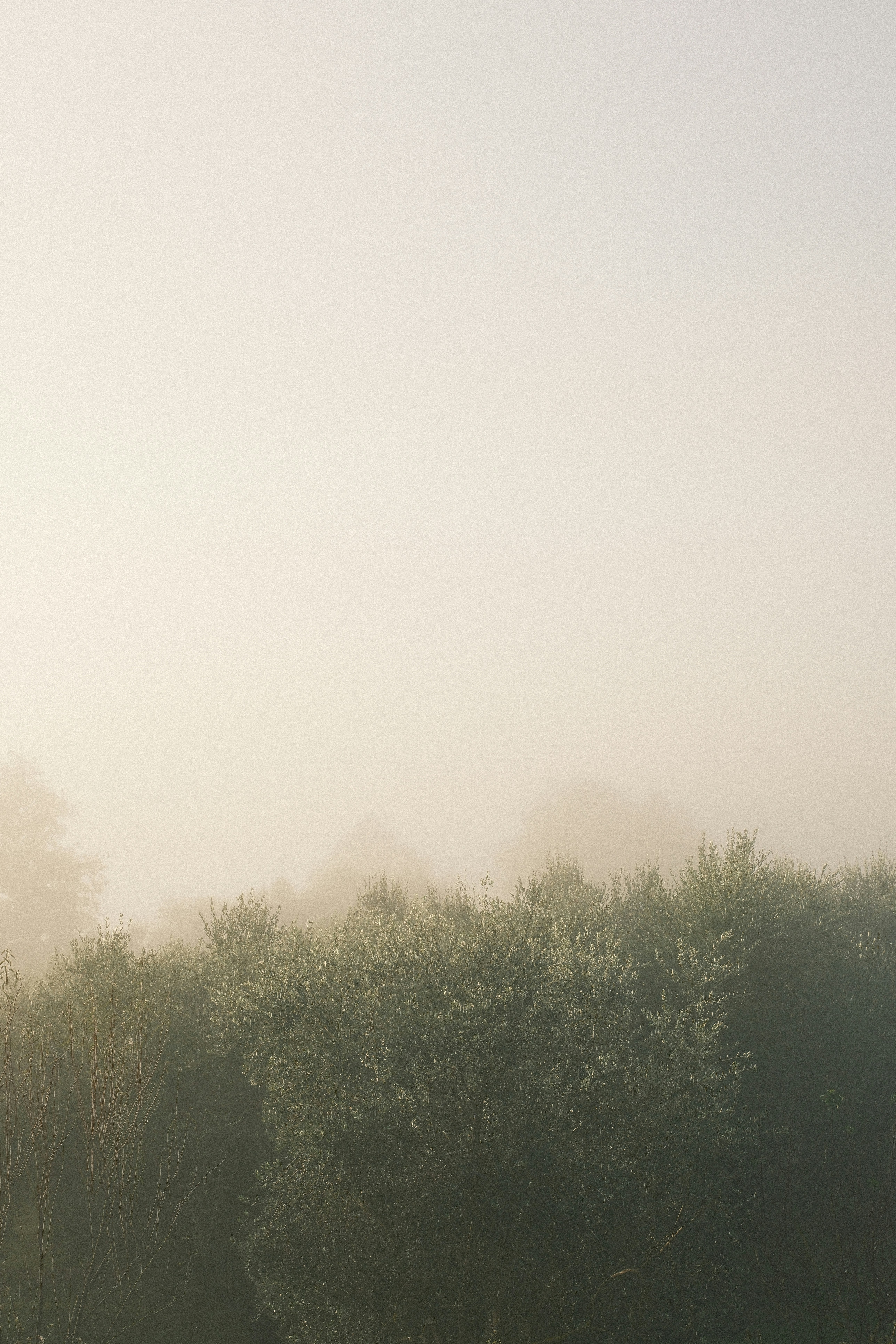 Photo by studiopizza