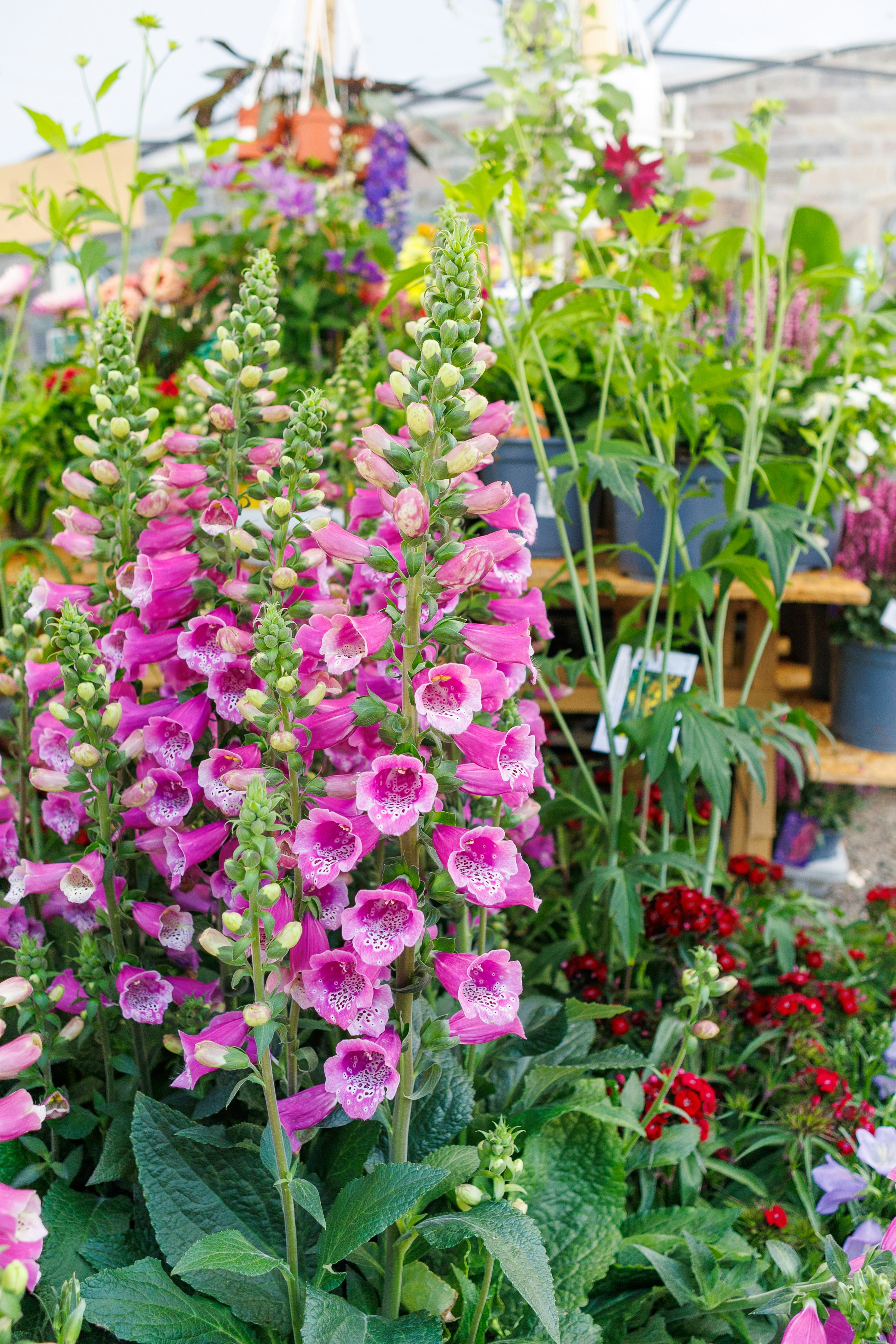 A garden filled with lots of different types of flowers