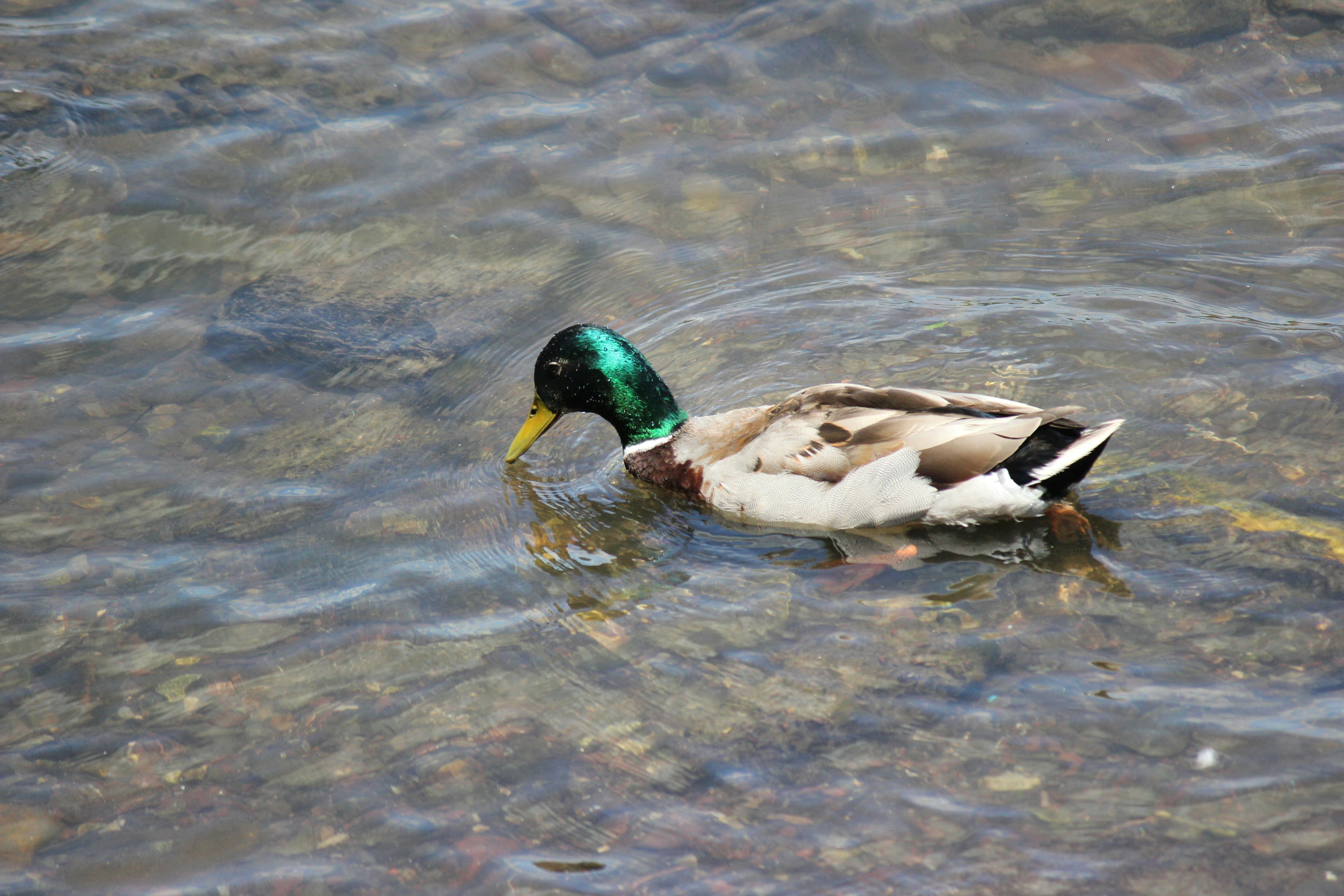 Photo by frolicsomefairy