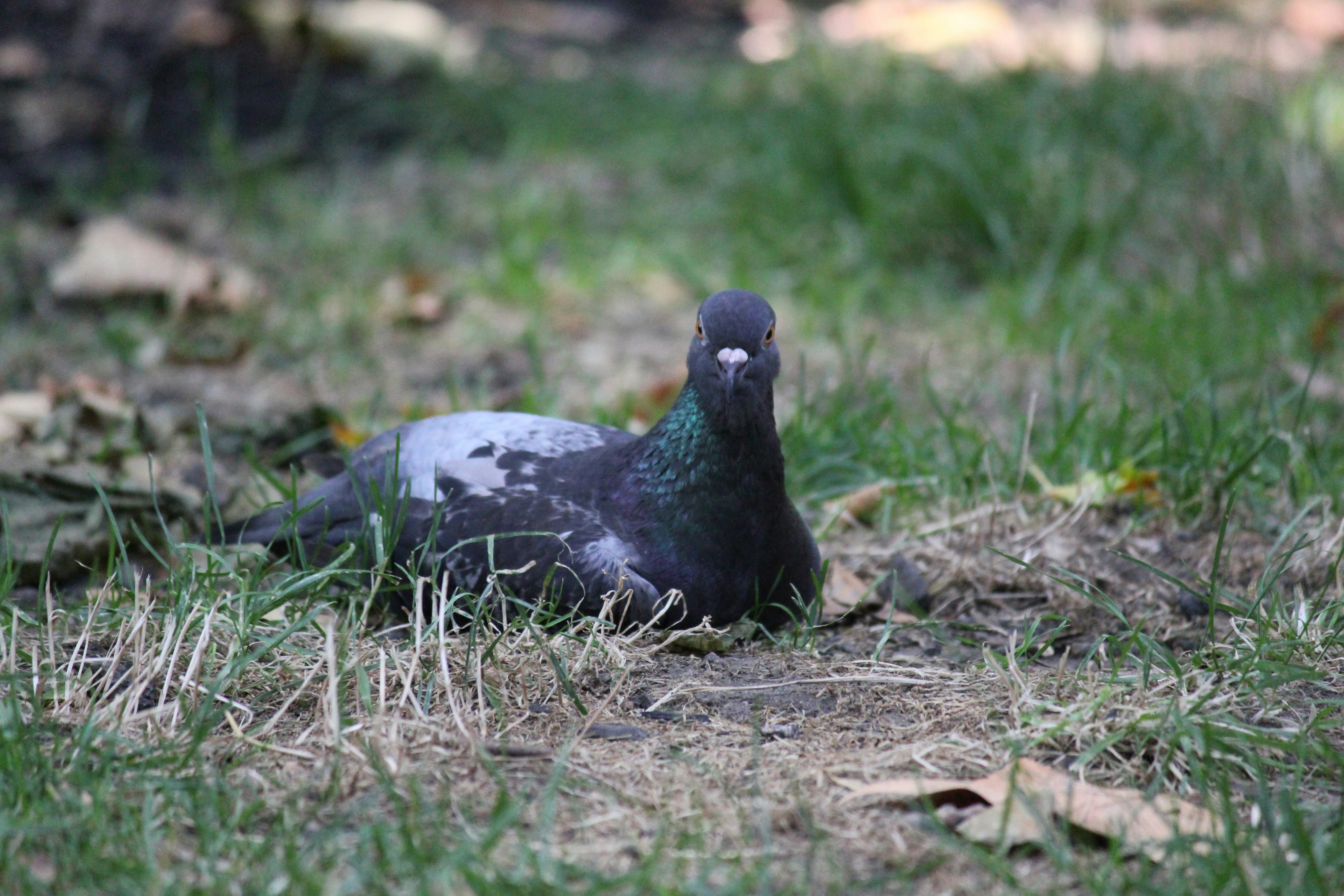 Photo by frolicsomefairy