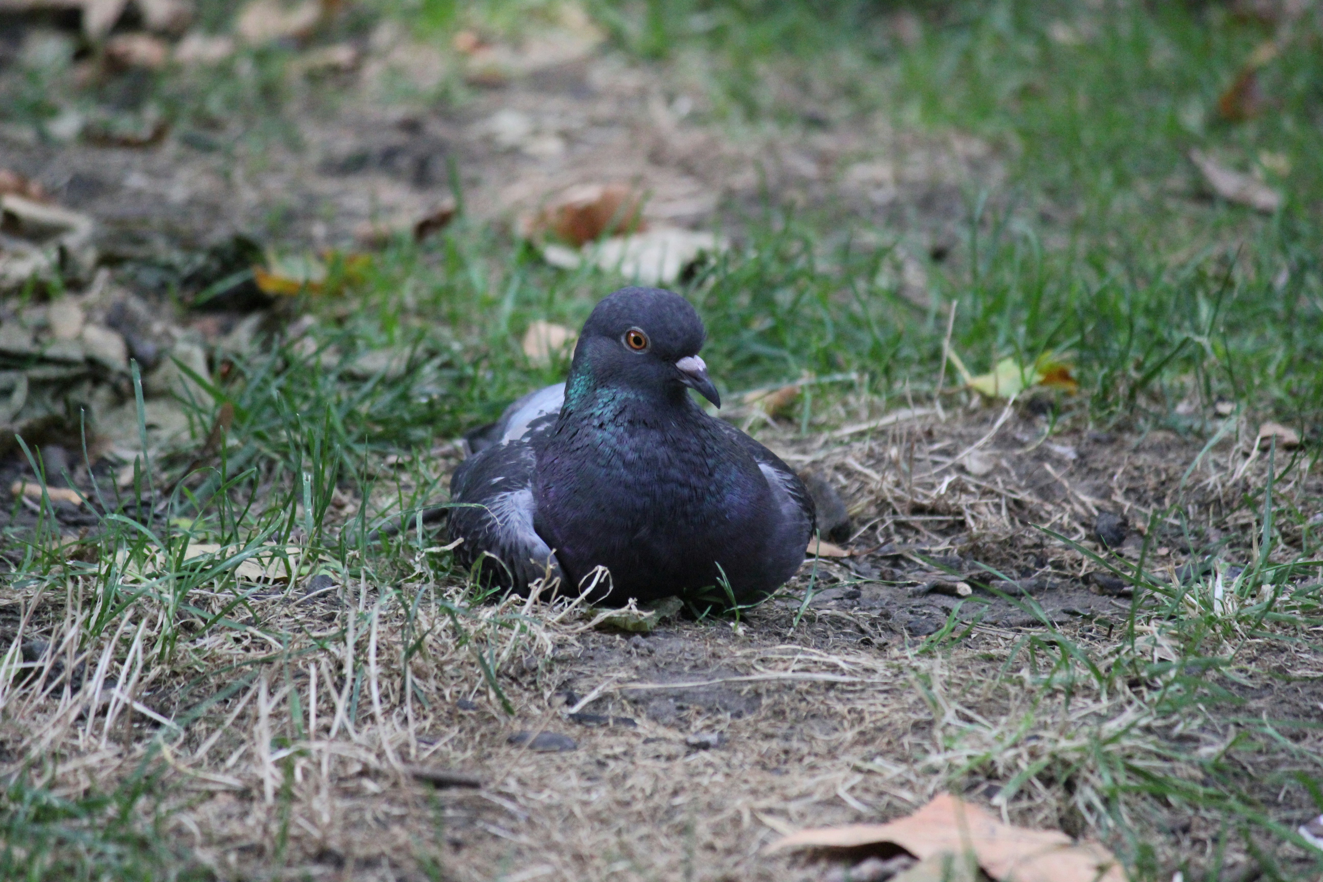 A bird sitting on the ground in the grass