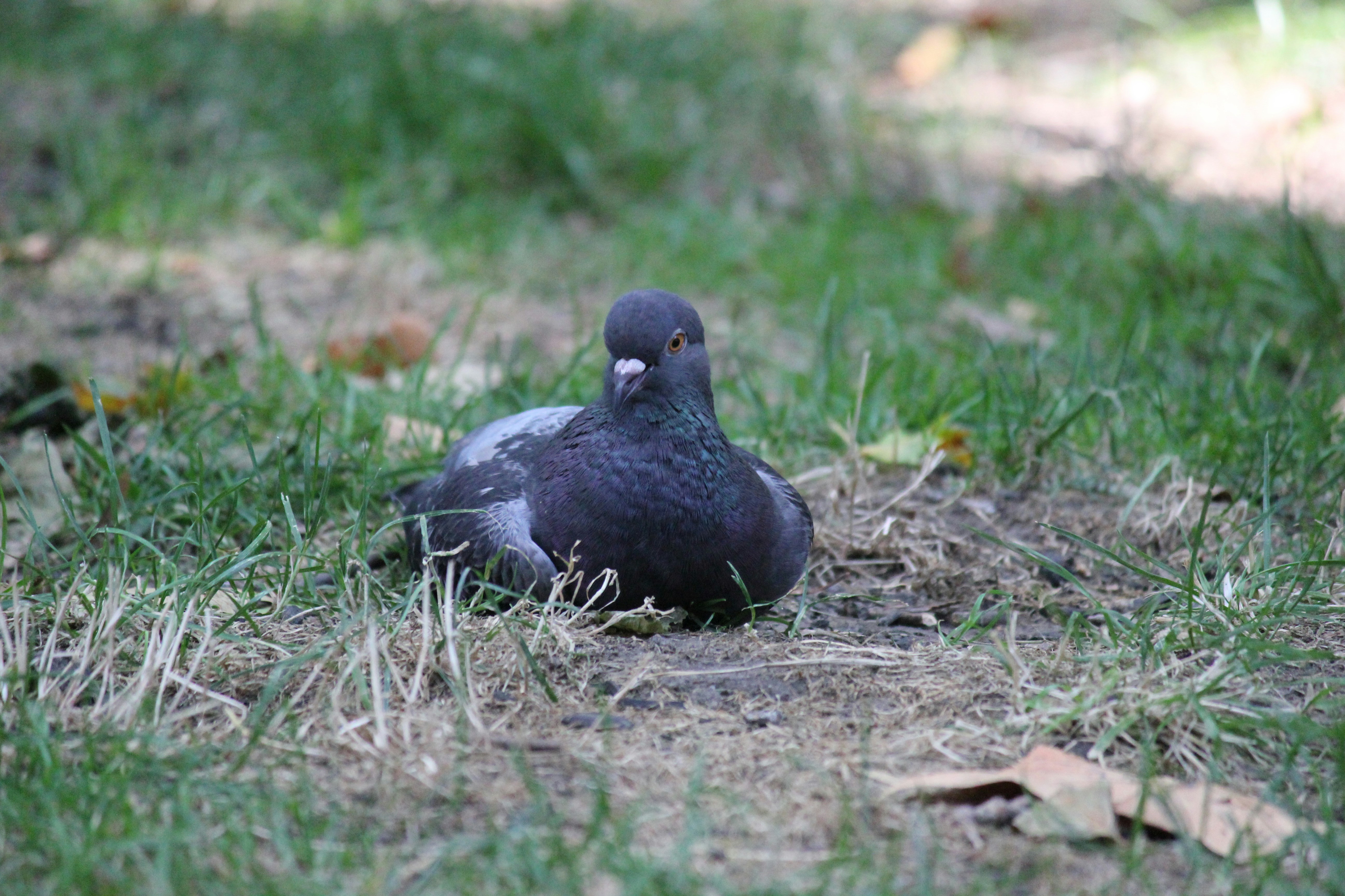 Photo by frolicsomefairy