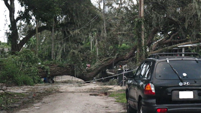 A car parked in front of a fallen tree