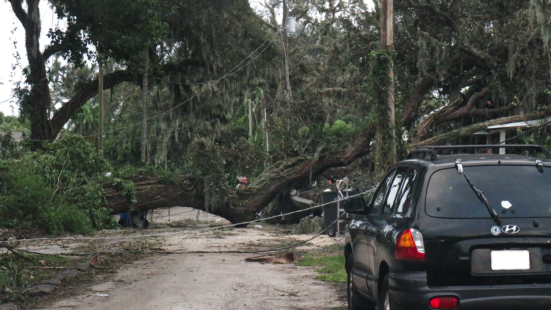 Storm-damaged fallen tree blocking a residential street in the United States