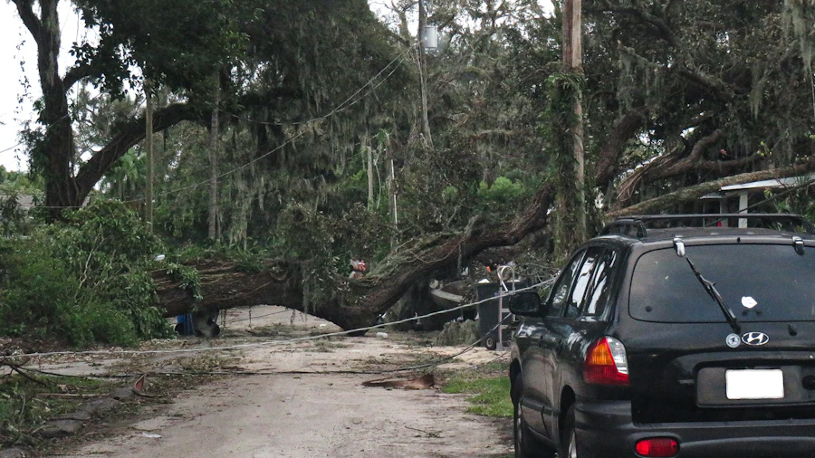 Moody damaged forest canopy after severe weather