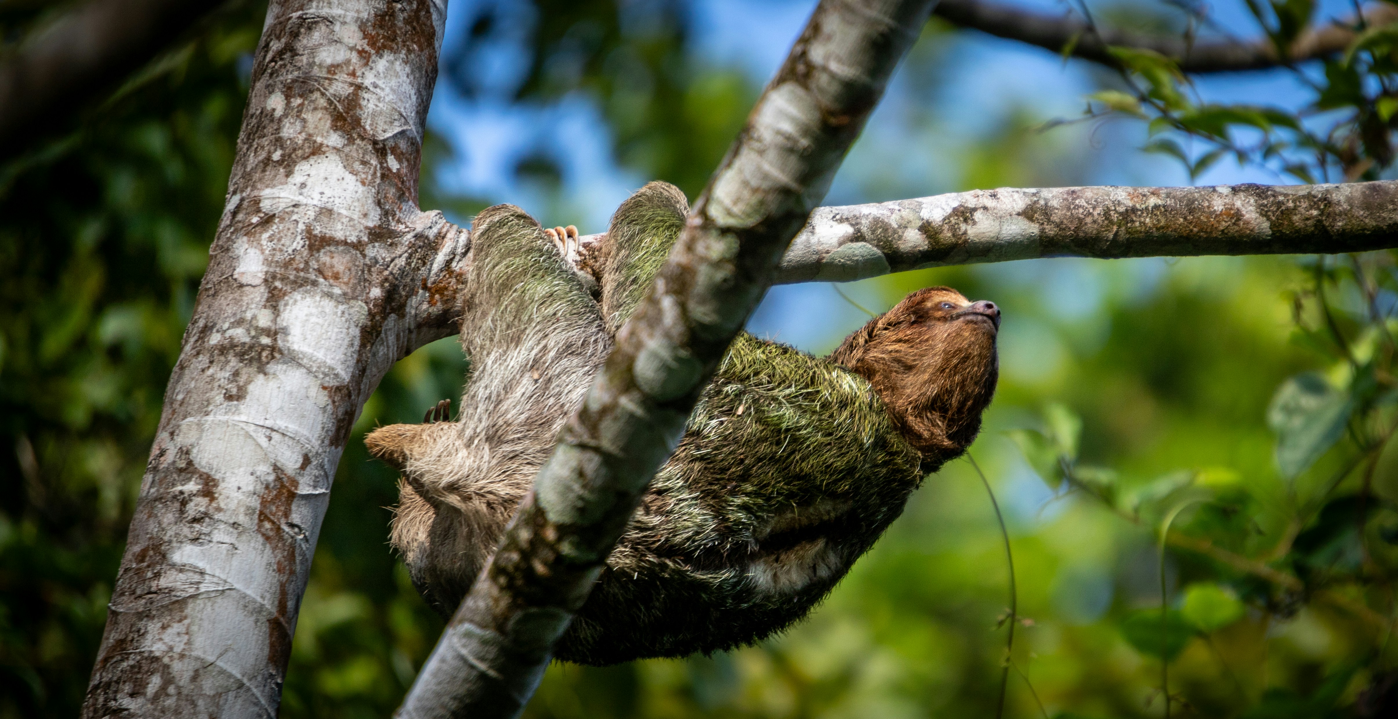 A bird perched on a tree branch in a forest