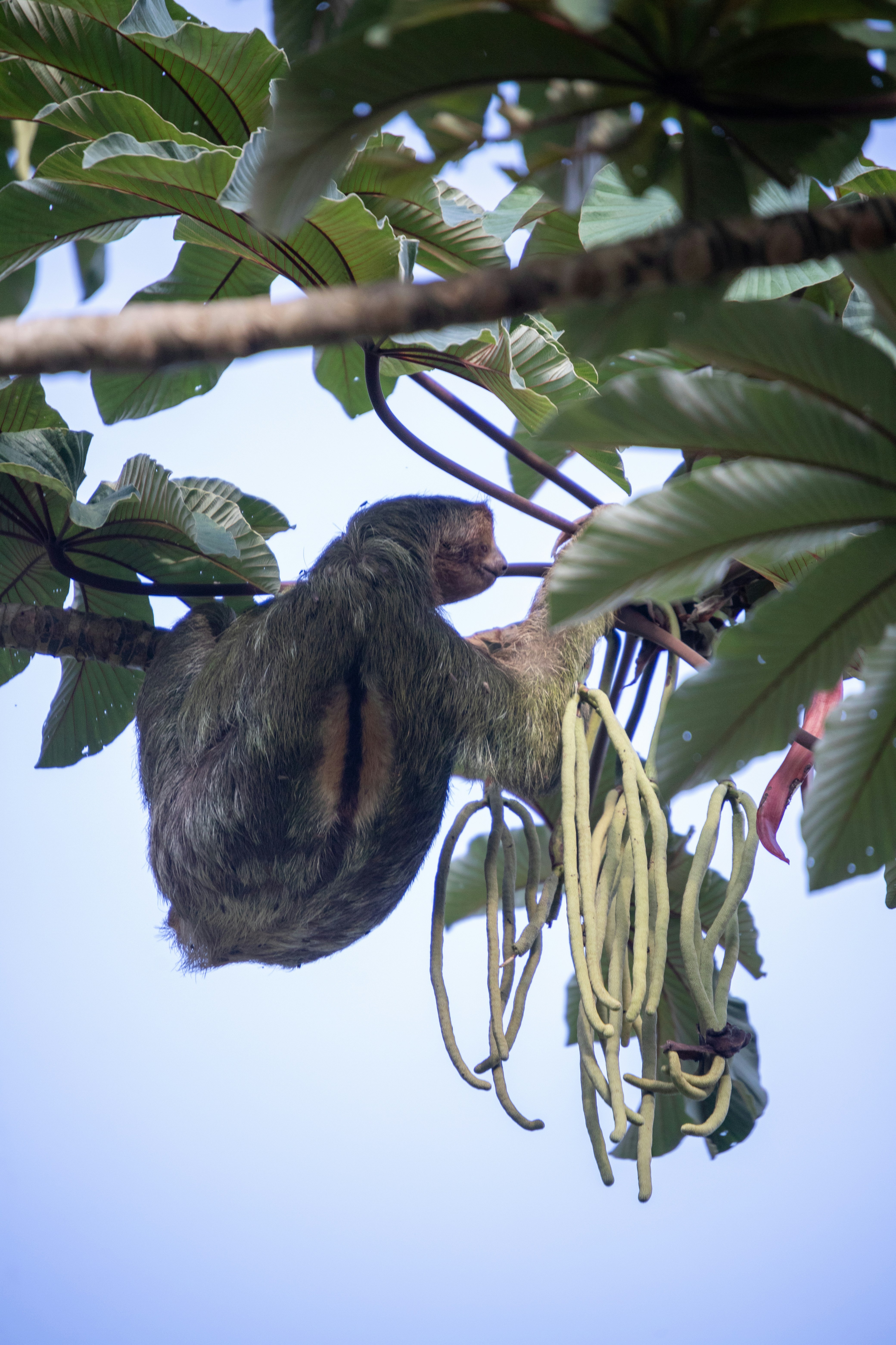 Three-Toed Sloth