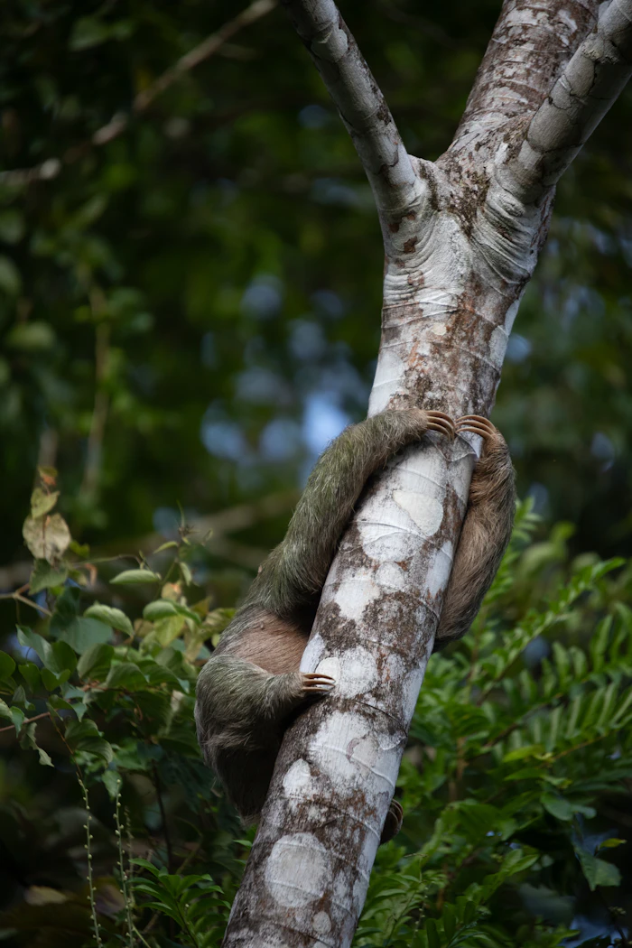 Perezoso de tres dedos · vida silvestre del Caribe