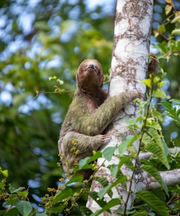 A sloth climbing up a tree in a forest