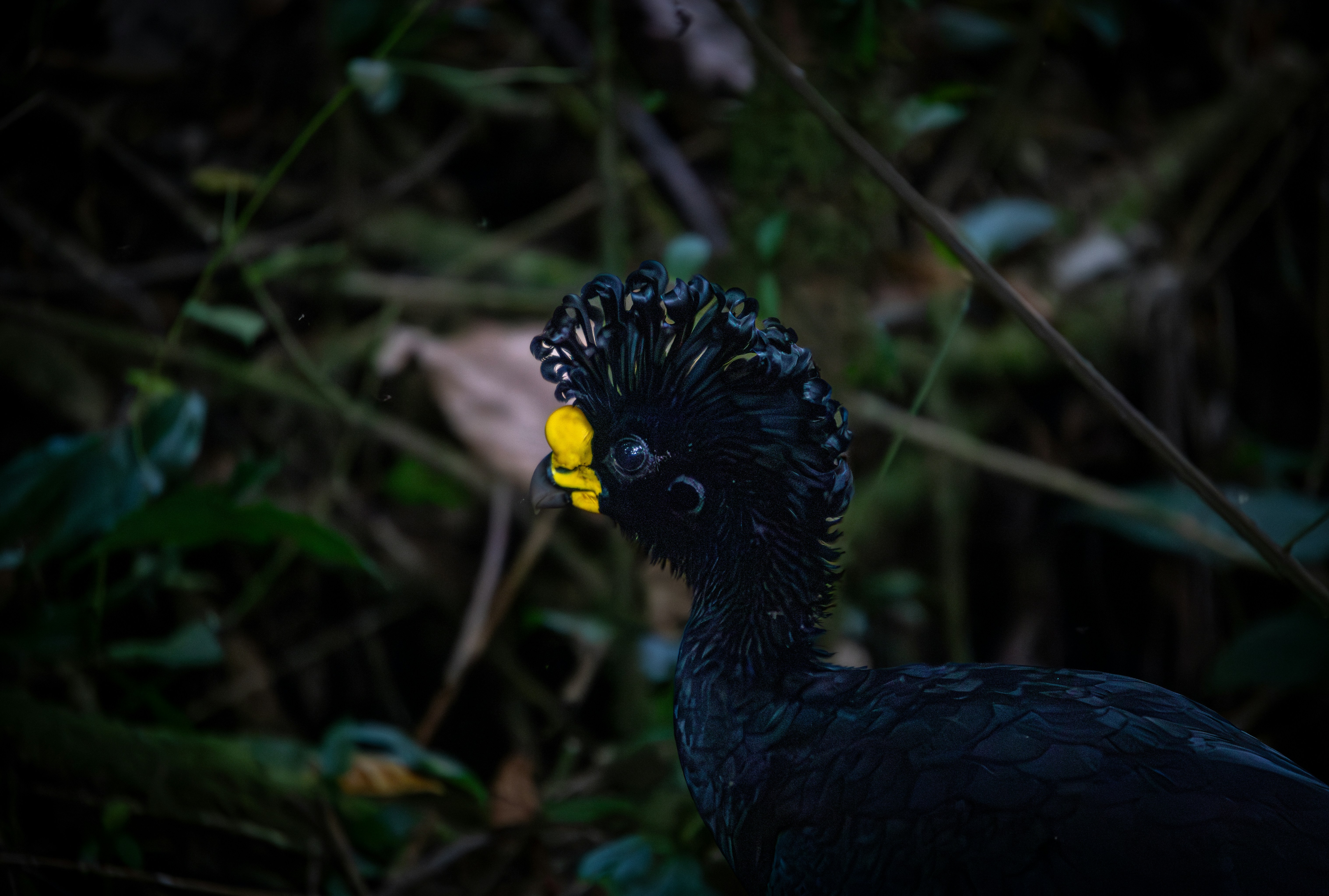 A black bird with a yellow beak in the woods.