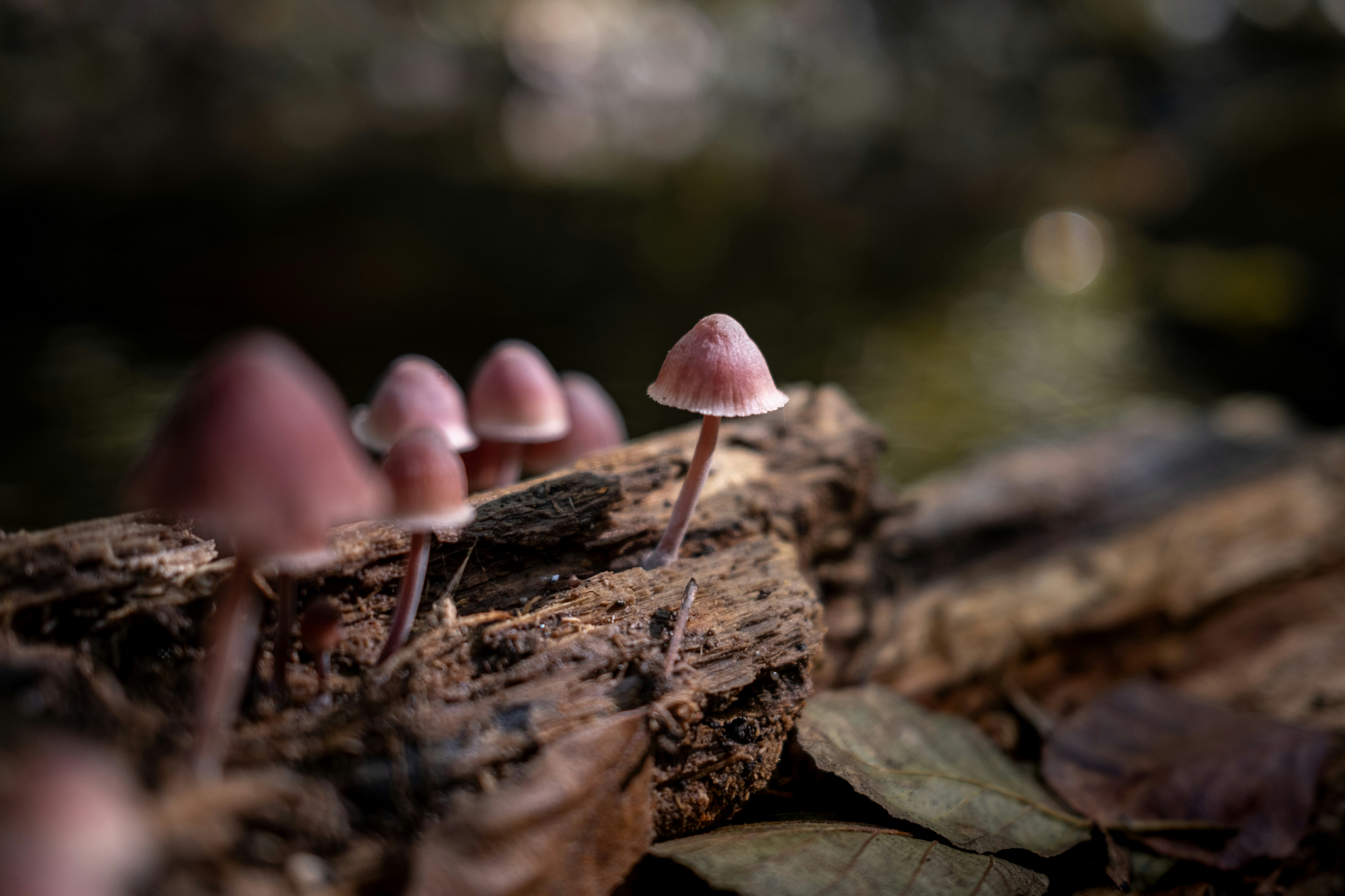 A group of small mushrooms sitting on top of a log