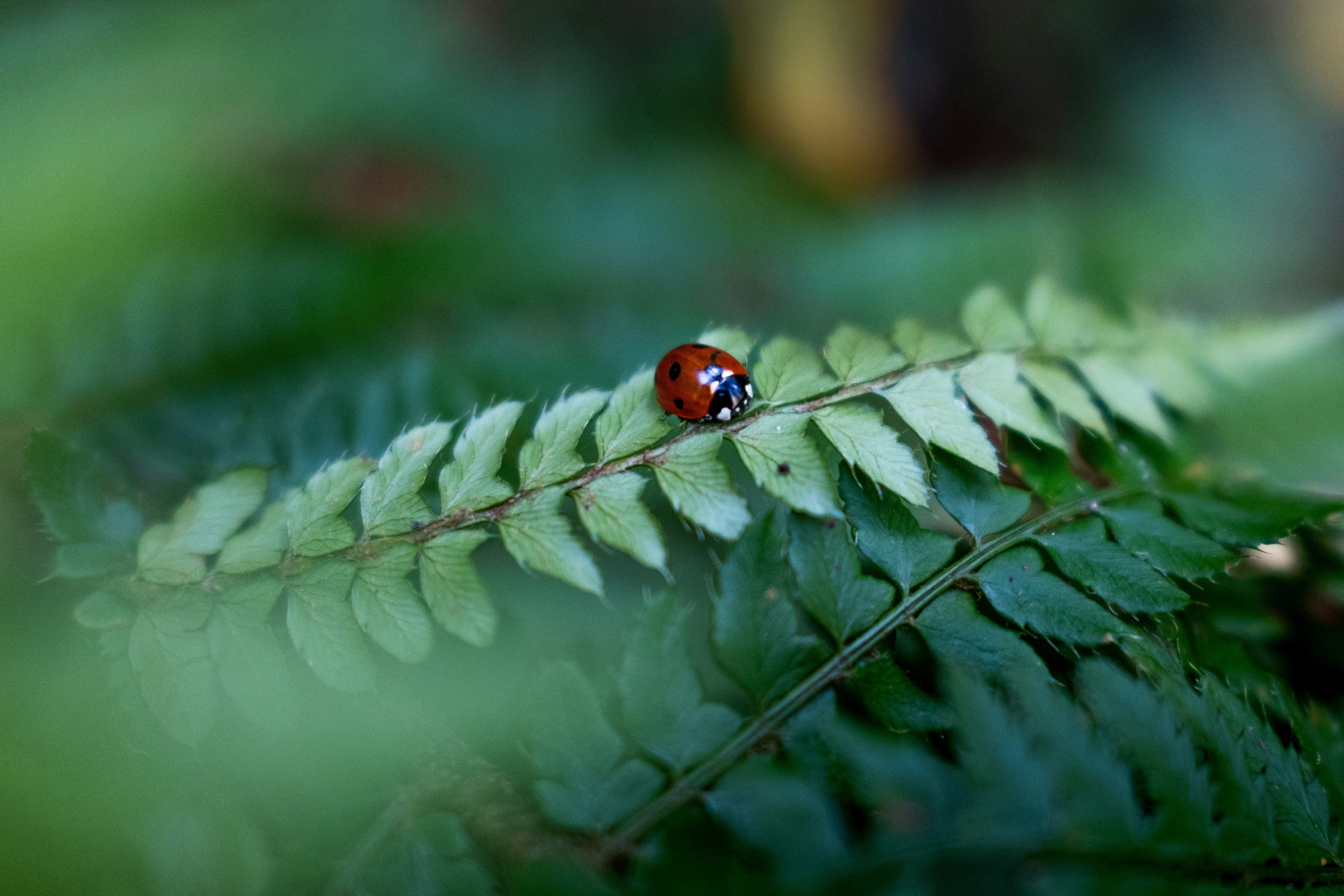 Photo by lauraespana