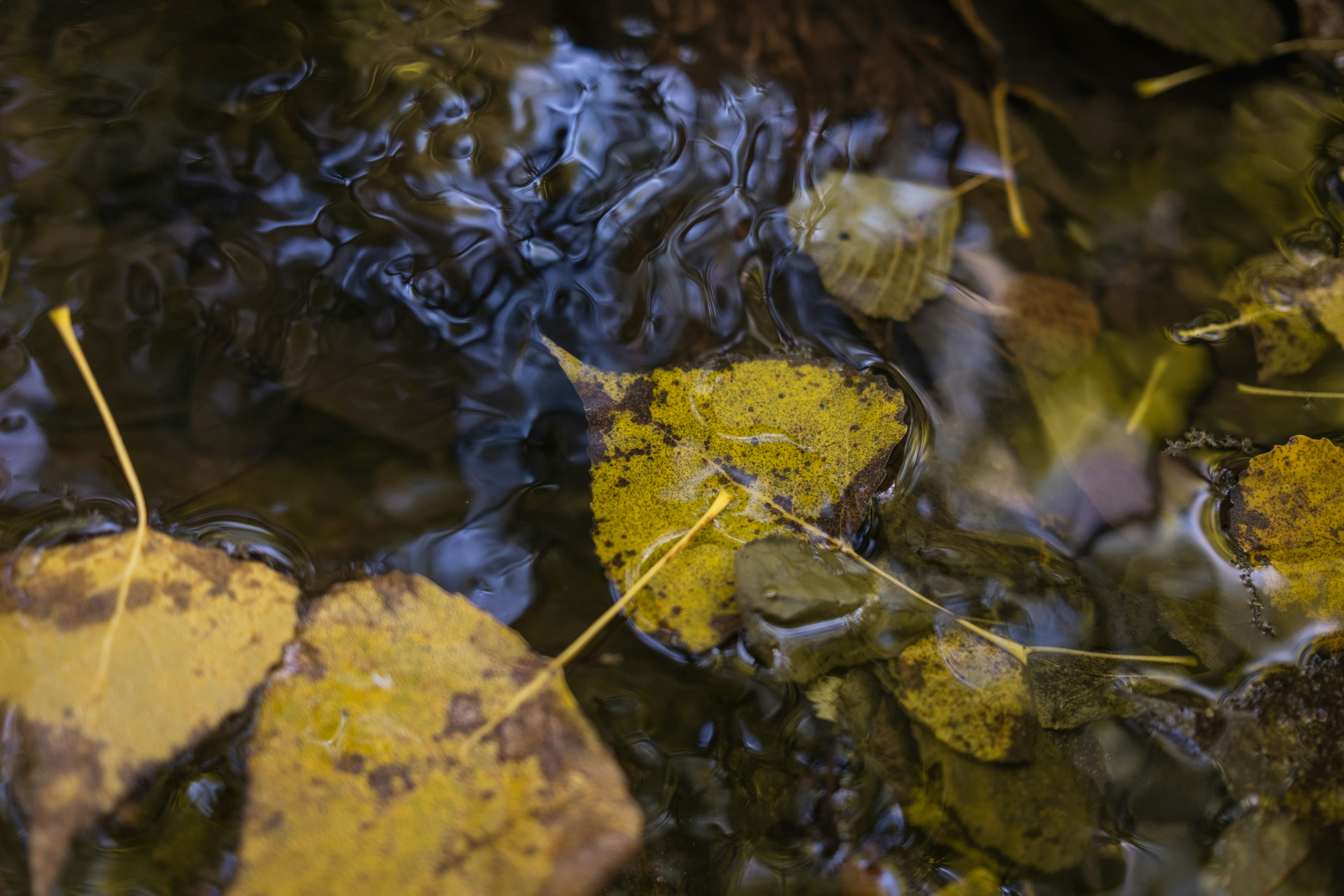 Photo by lauraespana