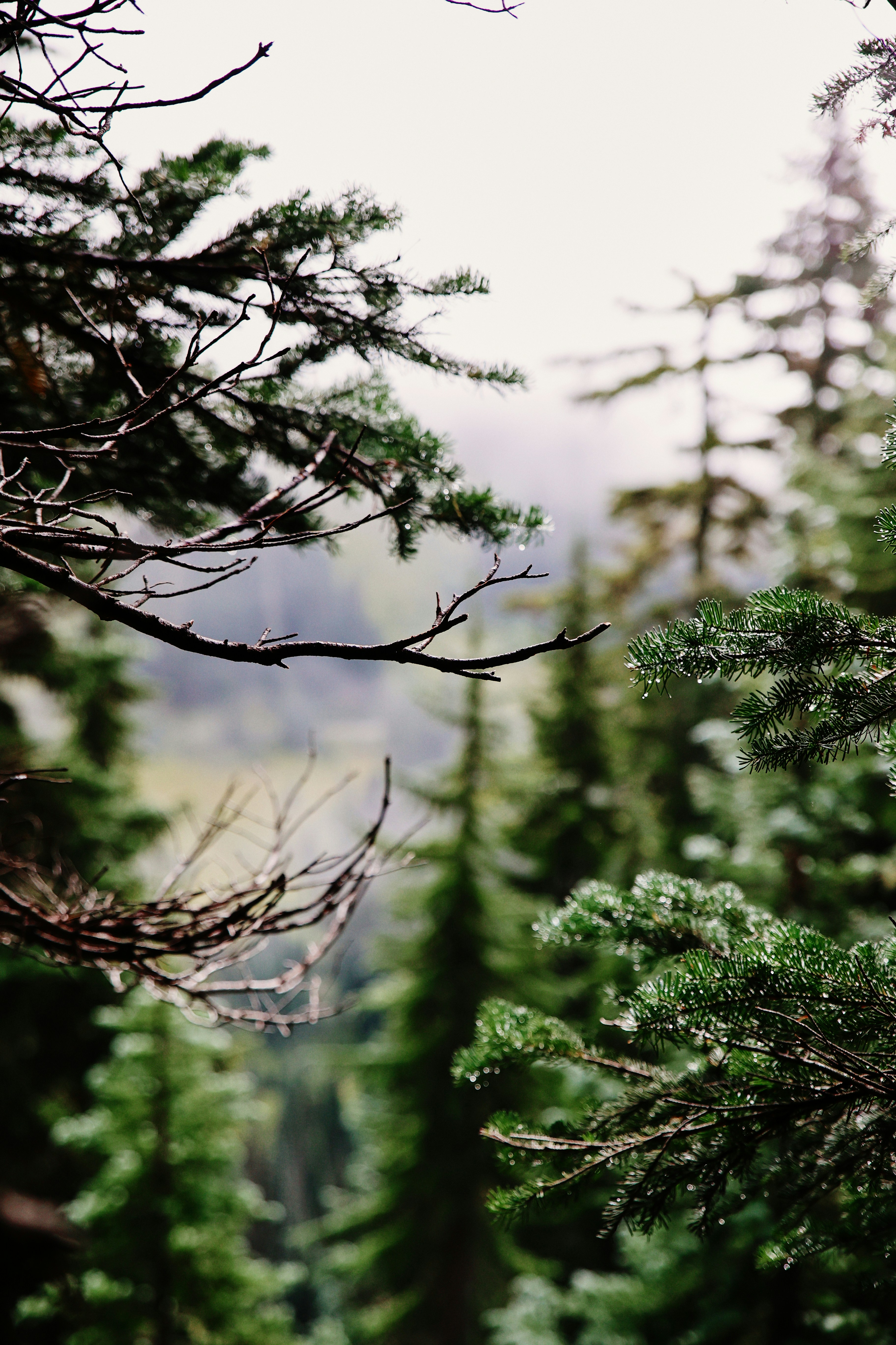 A forest filled with lots of green trees