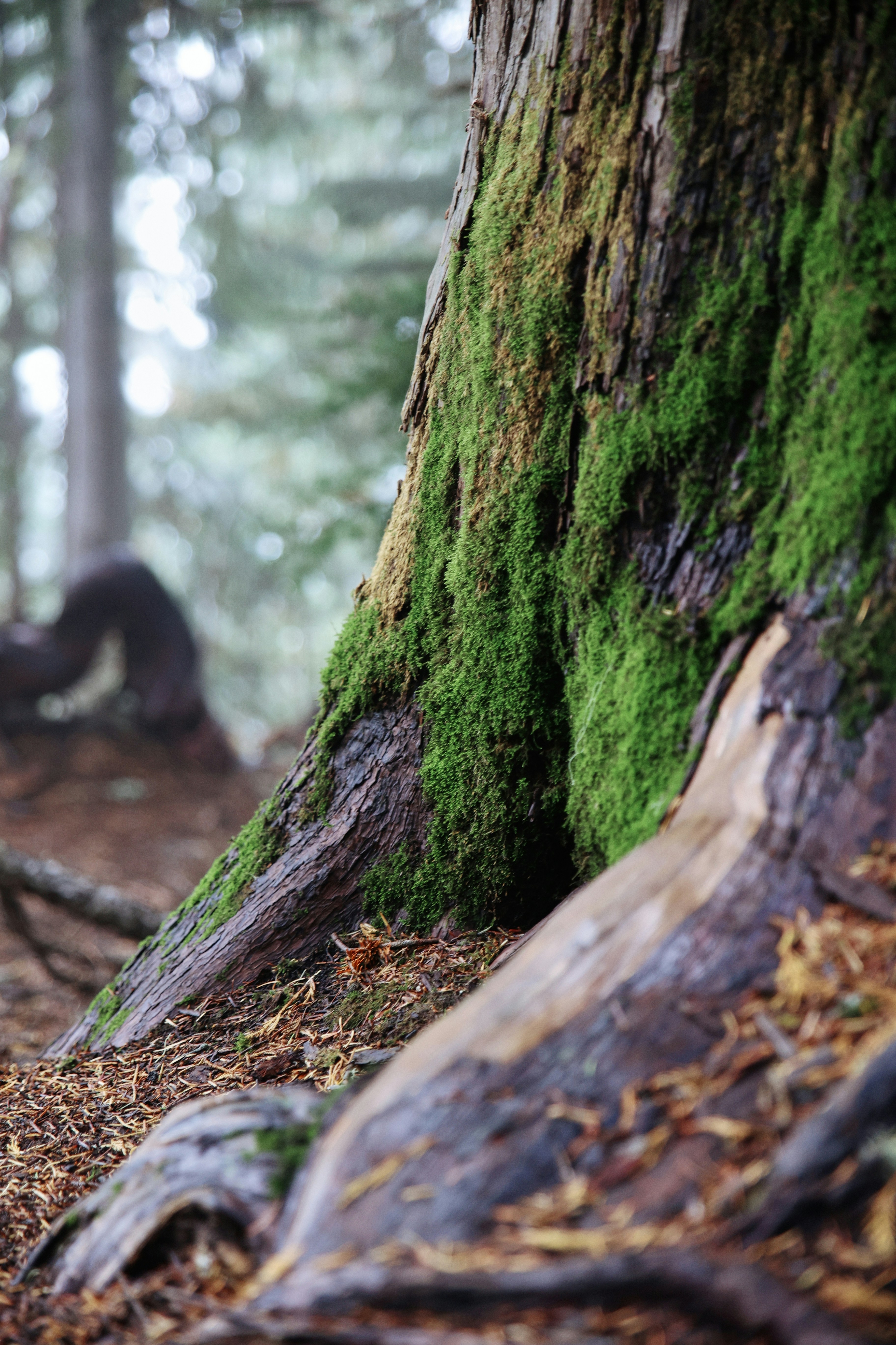 Photo by skyfly_rich