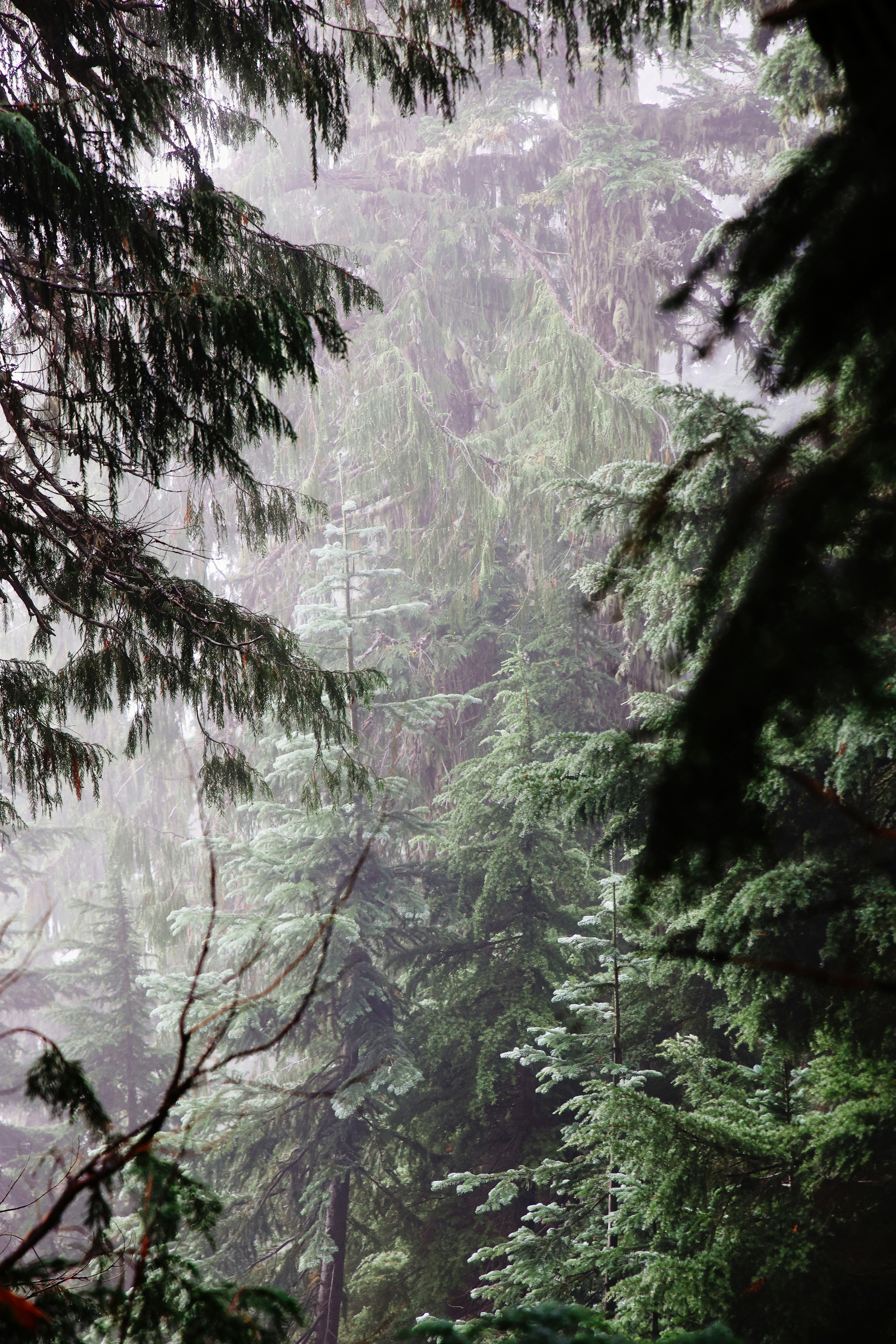 A forest filled with lots of tall trees