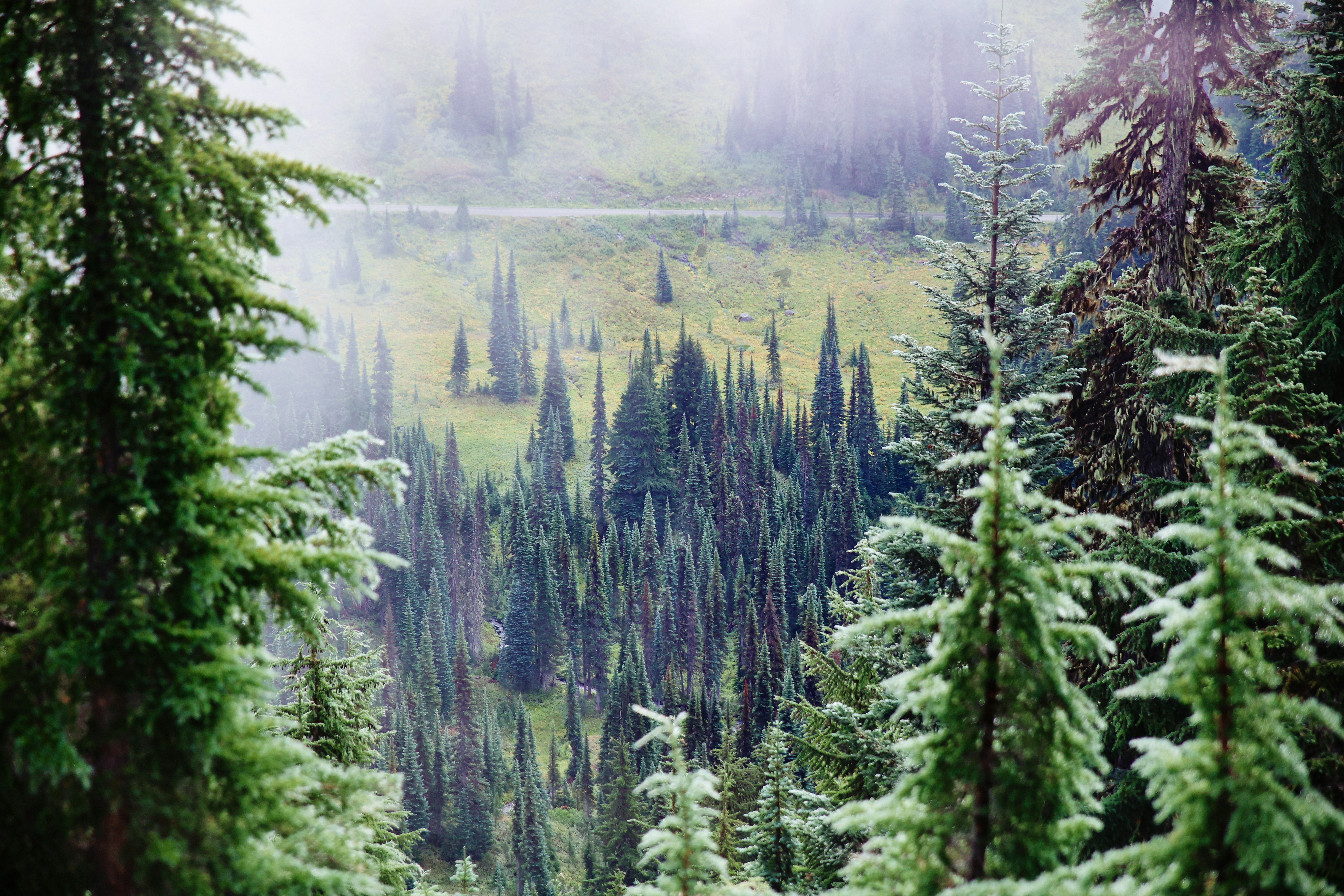 A forest filled with lots of trees covered in snow