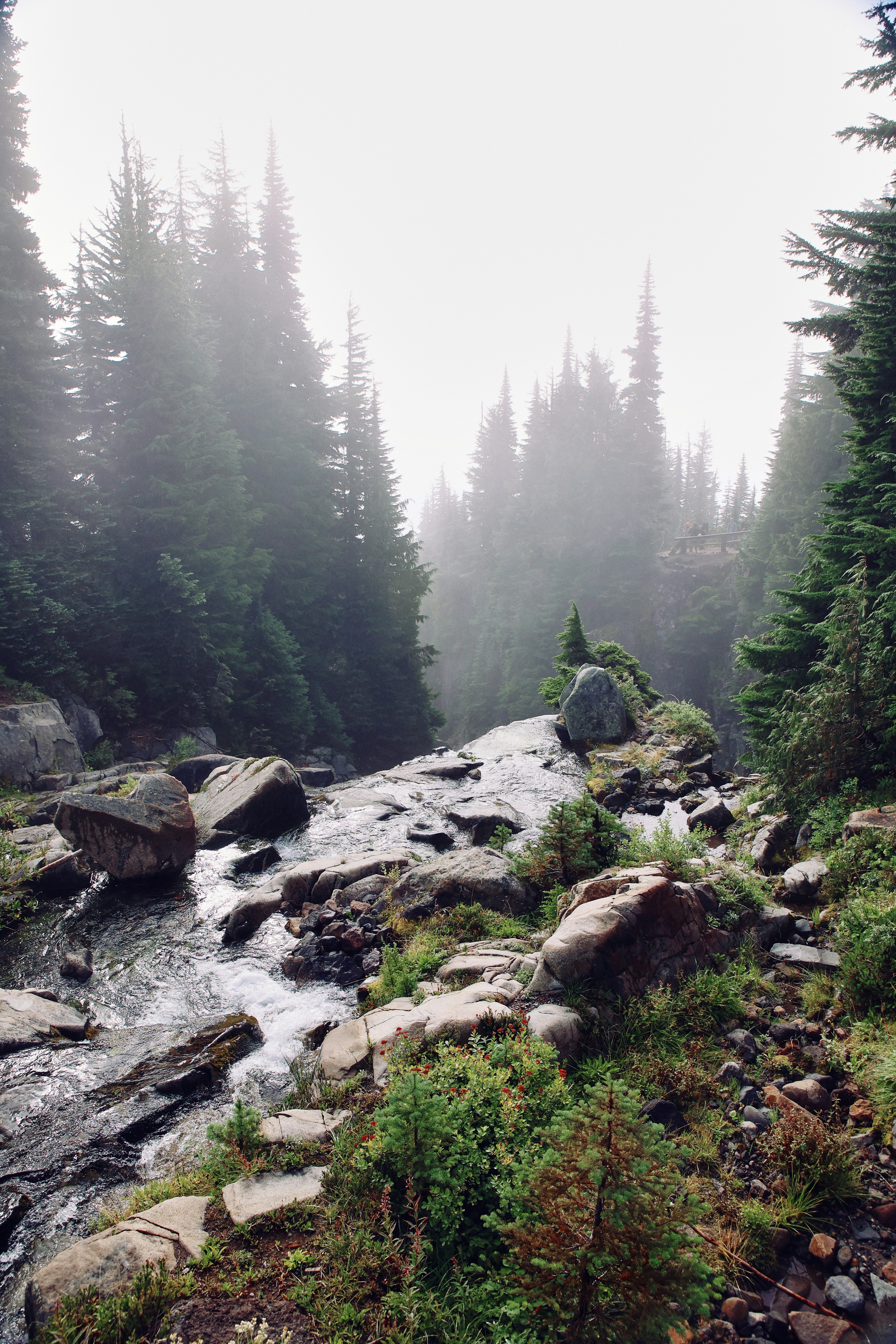 A stream running through a forest filled with lots of trees