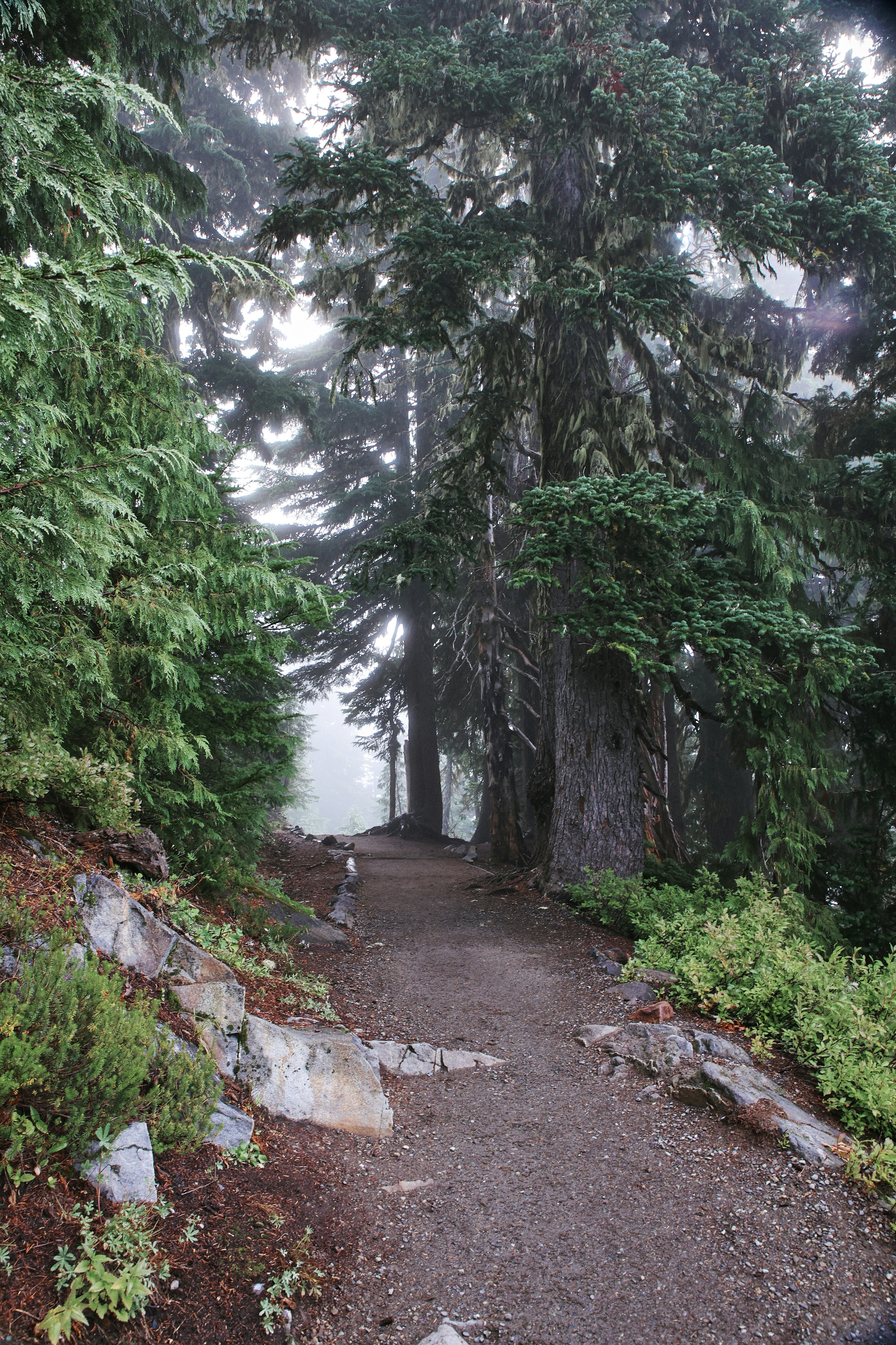 A trail in the woods with lots of trees