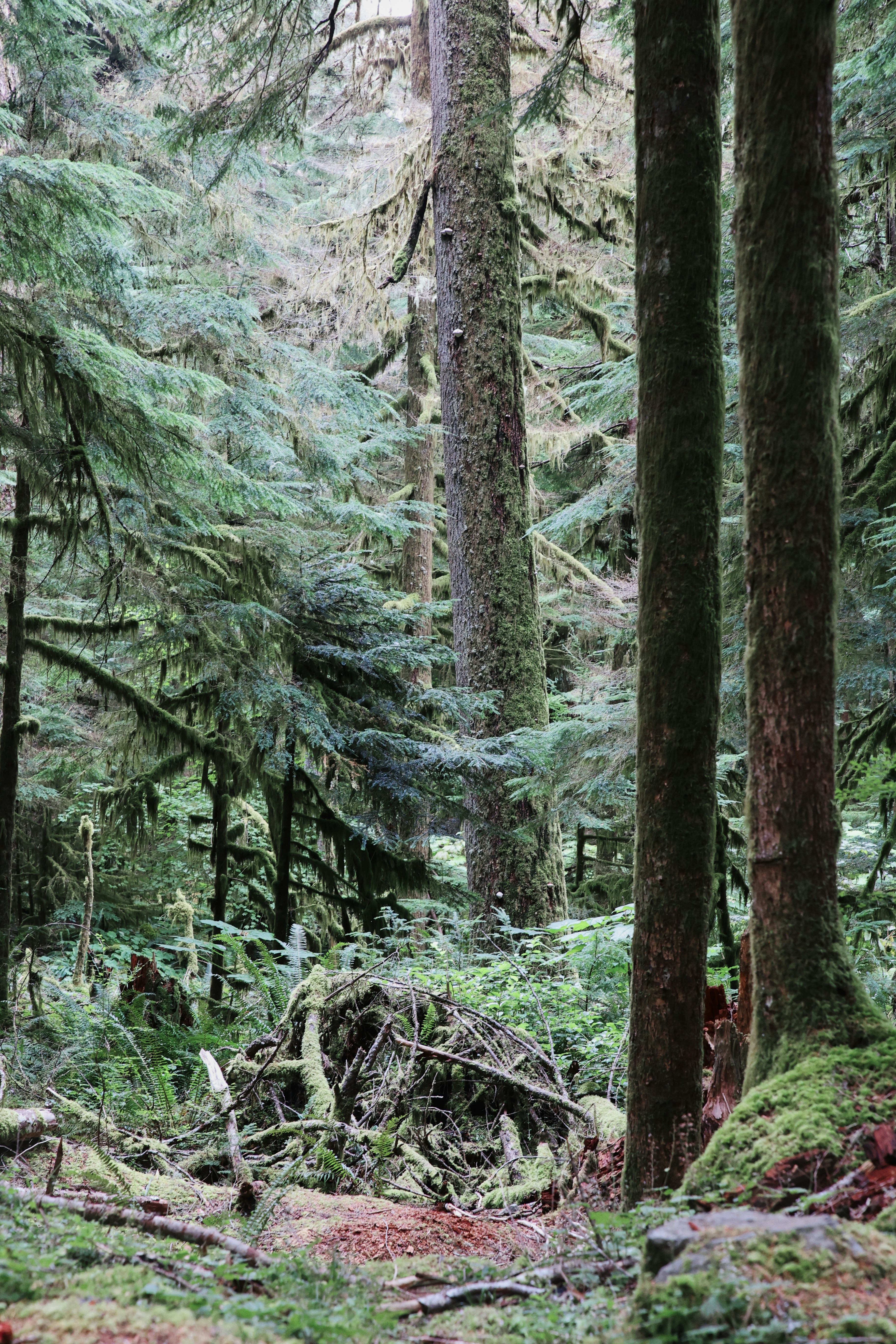 A forest filled with lots of tall trees