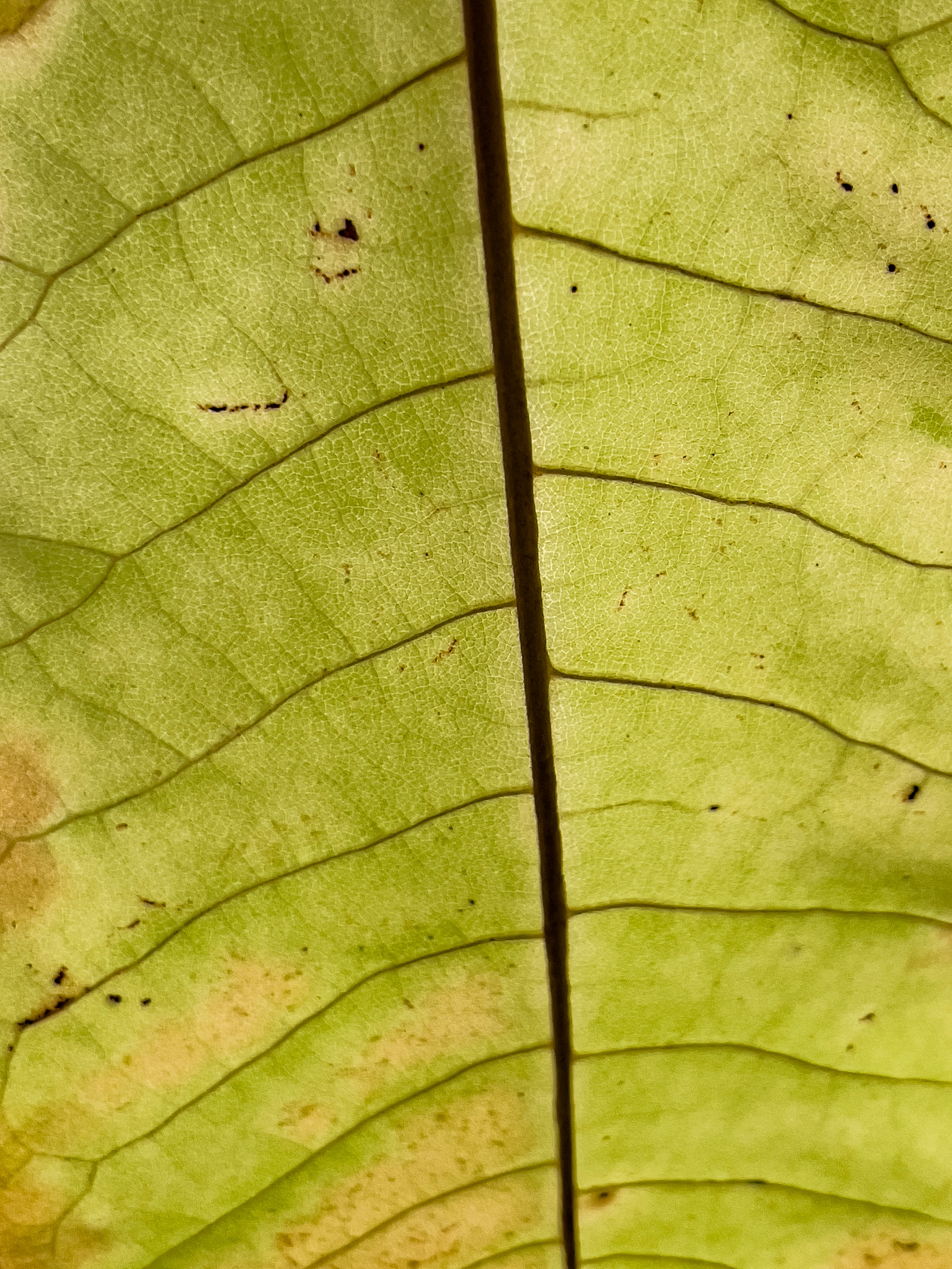 Bacterial Leaf Spot on Leaves