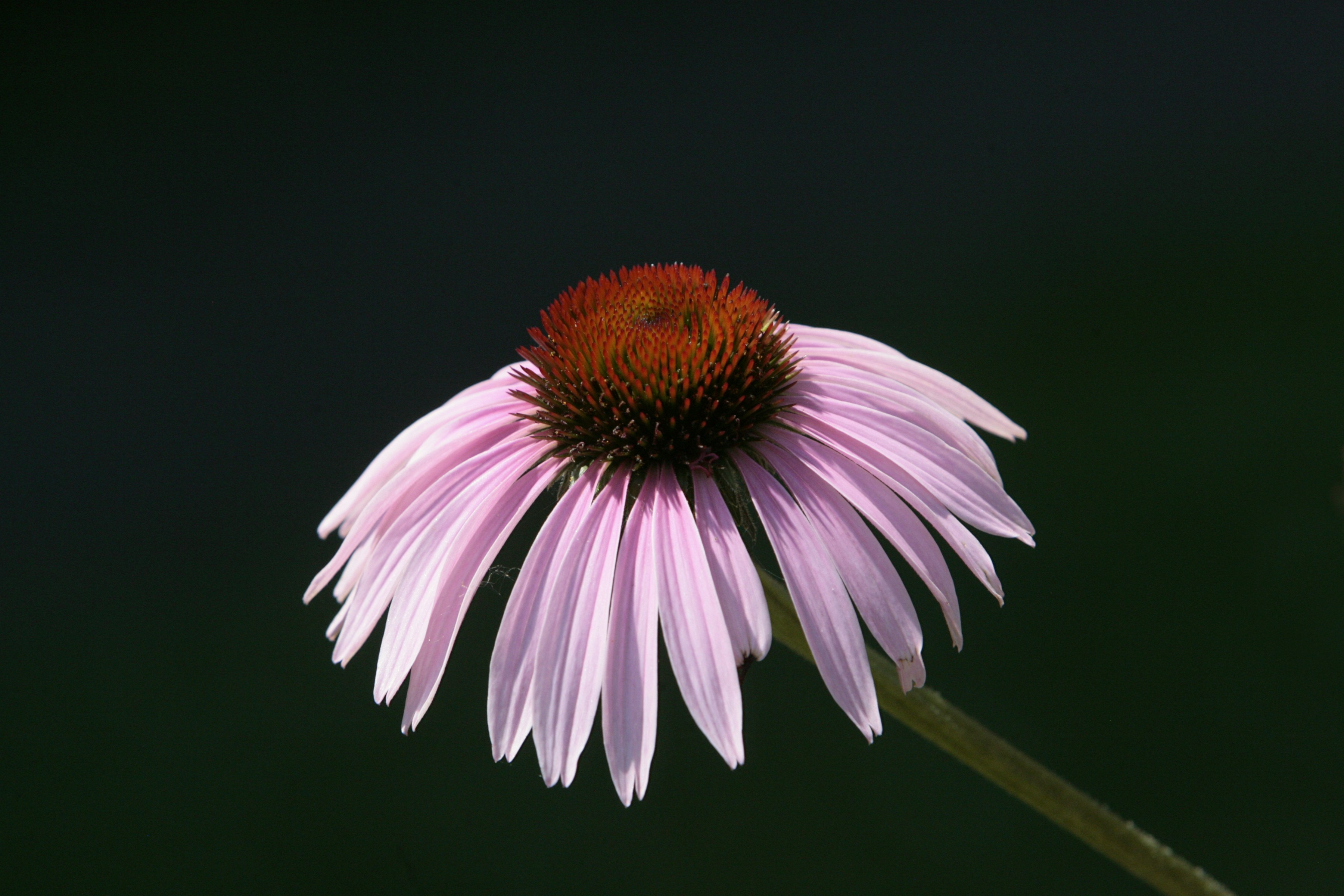 Photo by dtrinksrph
